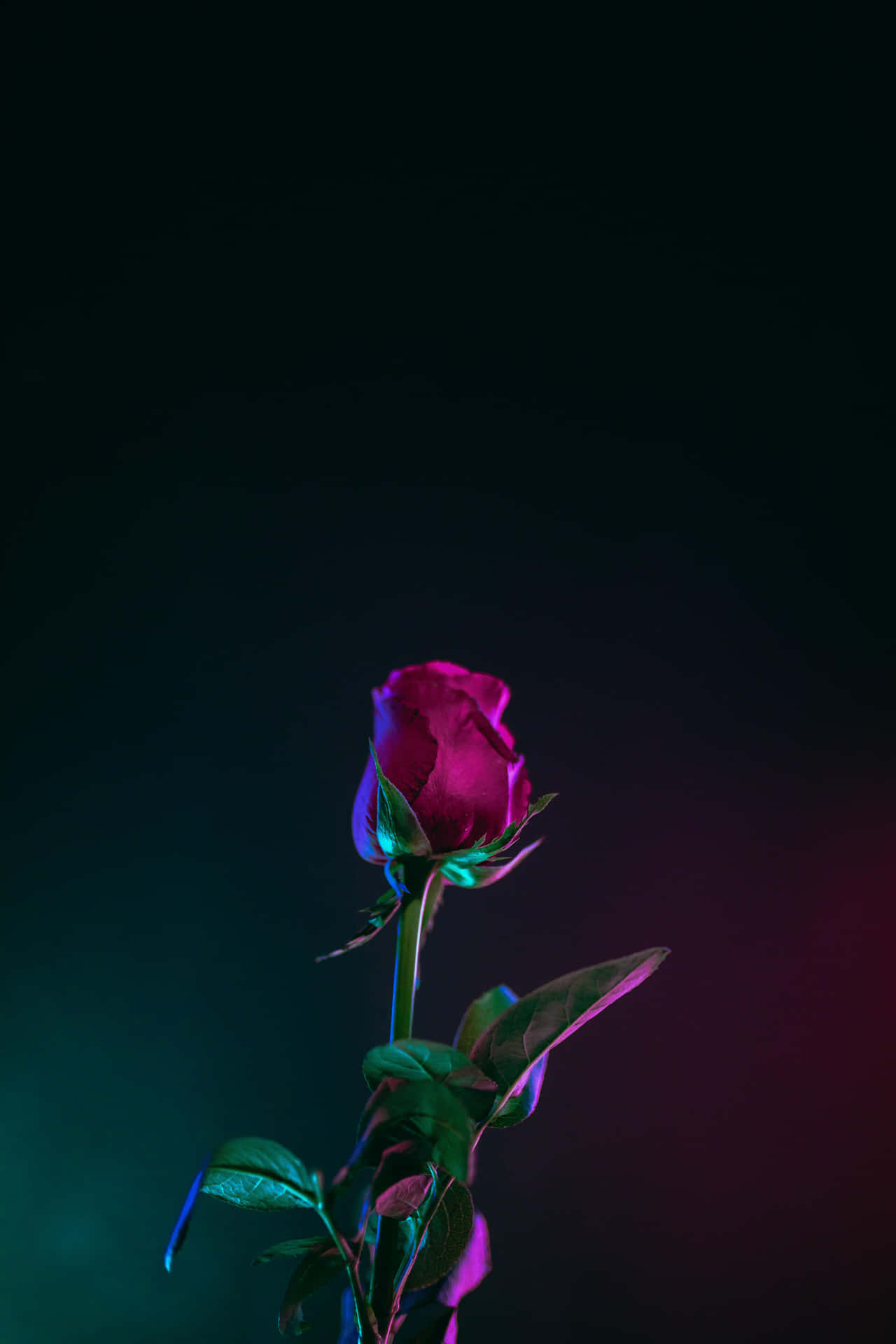  壁紙 — 一朵洋紅色的玫瑰花蕾在霓虹燈下發光，背景為深色漸變。