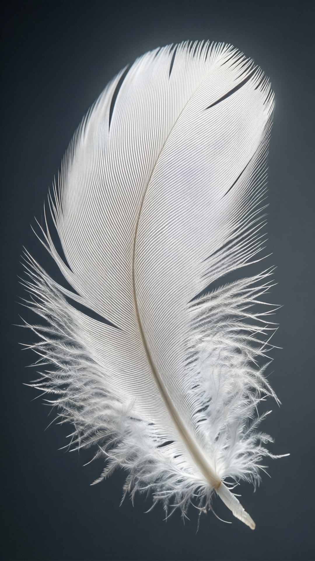 Delicate White Feather 壁紙 — 一根純淨的白色羽毛，帶有複雜的羽枝和柔軟的絨毛質感，靜置在深灰色背景上。