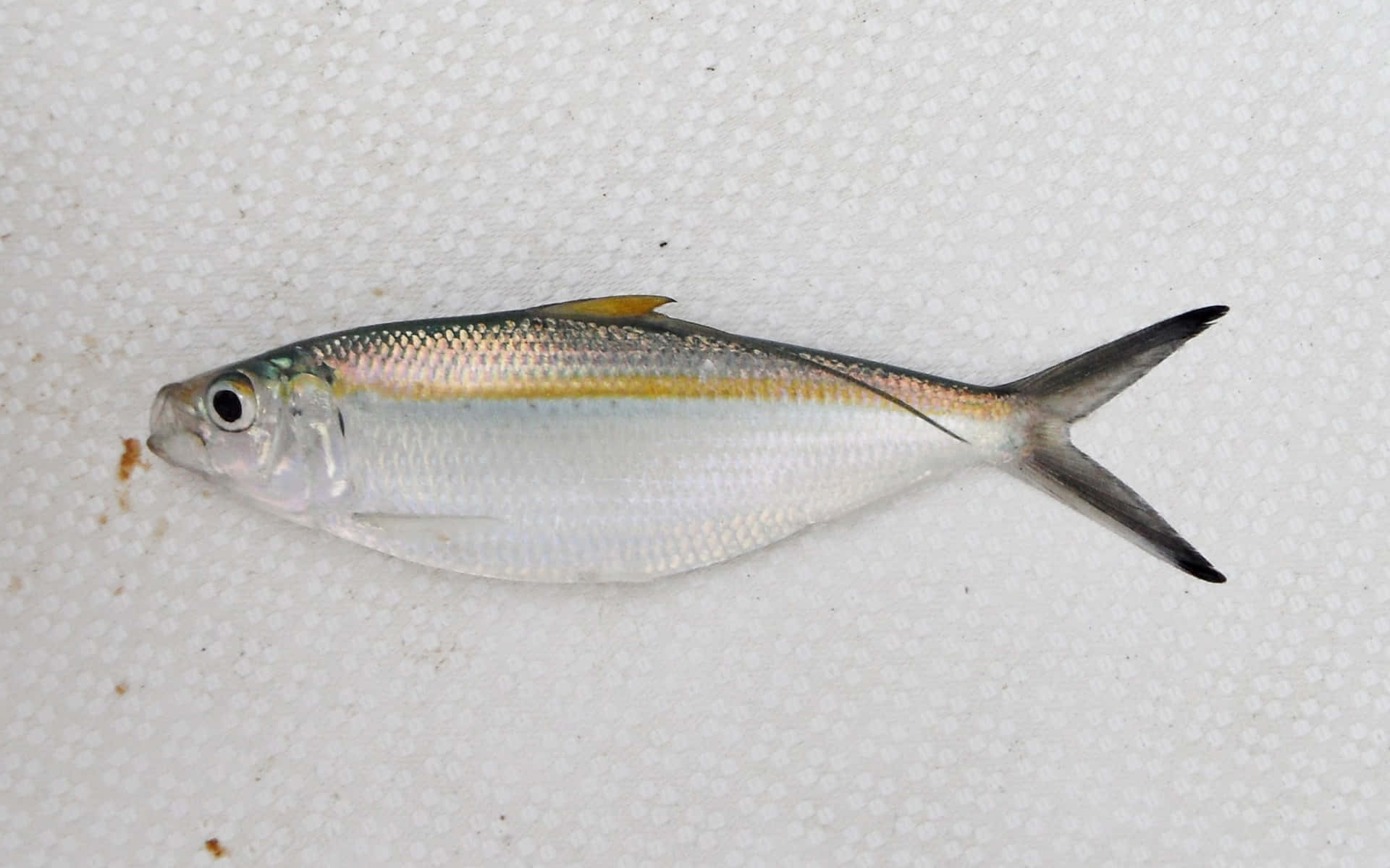  壁紙 — 一條銀色魚，帶有黃色條紋，躺在白色紋理表面上。
