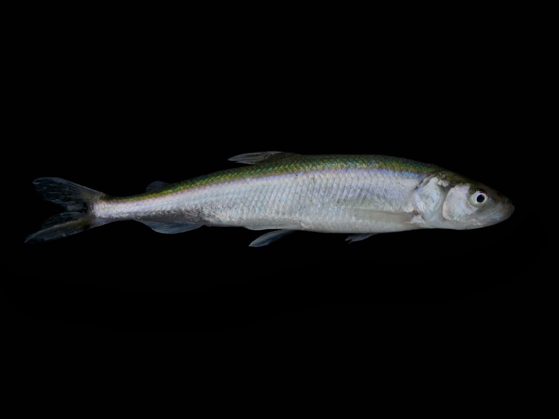  壁紙 — 一條銀色魚，背部帶綠色，魚鰭半透明，漂浮在純黑色背景上。