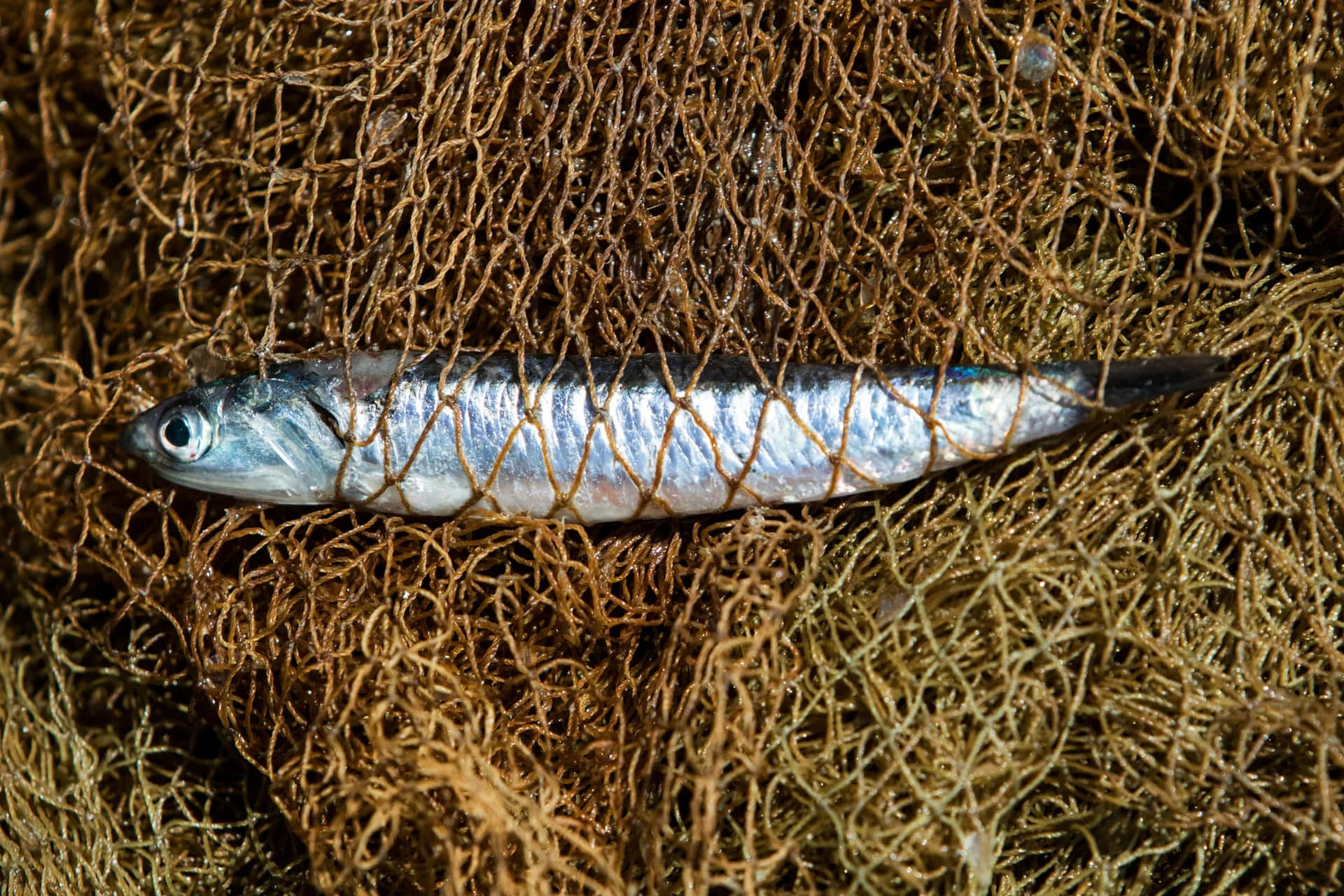  壁紙 — 一條銀色沙丁魚被困在纏結的棕色漁網中，魚鱗閃閃發光。