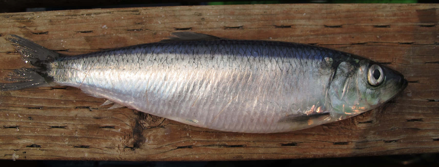  壁紙 — 一條銀色沙丁魚放在經風化的木質表面上，魚鱗細節清晰，眼睛反射光線。
