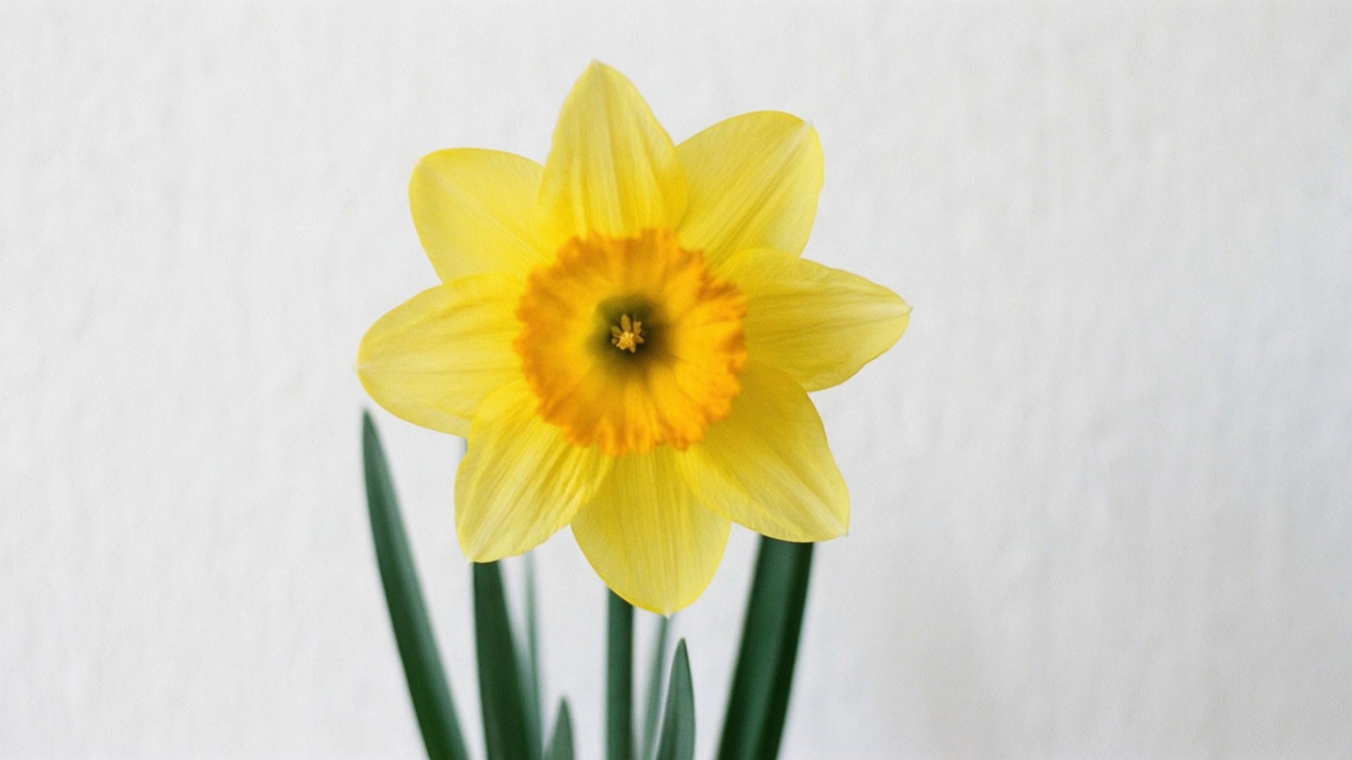Minimalist Daffodil 壁紙 — 一朵鮮黃色的水仙花，帶有深橙色花心，在柔軟的白色紋理牆前盛開。