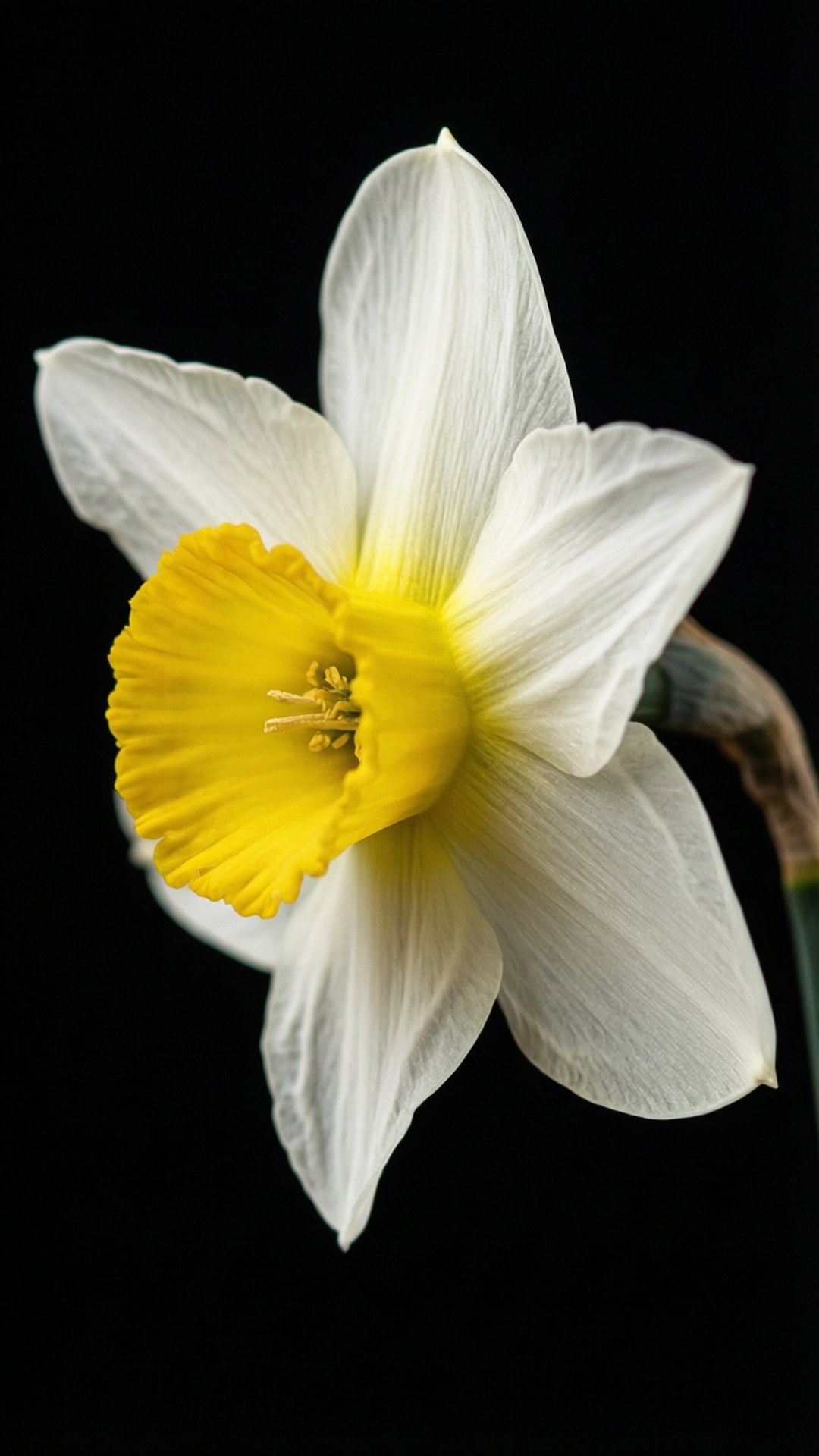 Elegant Narcissus Isolation 壁紙 — 一朵白色水仙花，帶有明亮的黃色喇叭，在純黑背景下盛開。