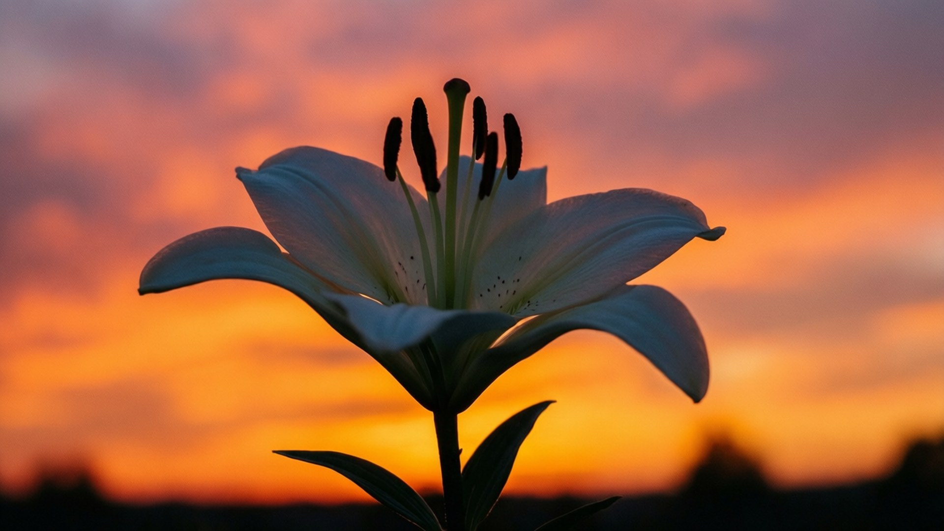 White Lily Sunset Silhouette 壁紙 — 一朵白色百合花在火熱的橙色和粉紅色日落天空下綻放。