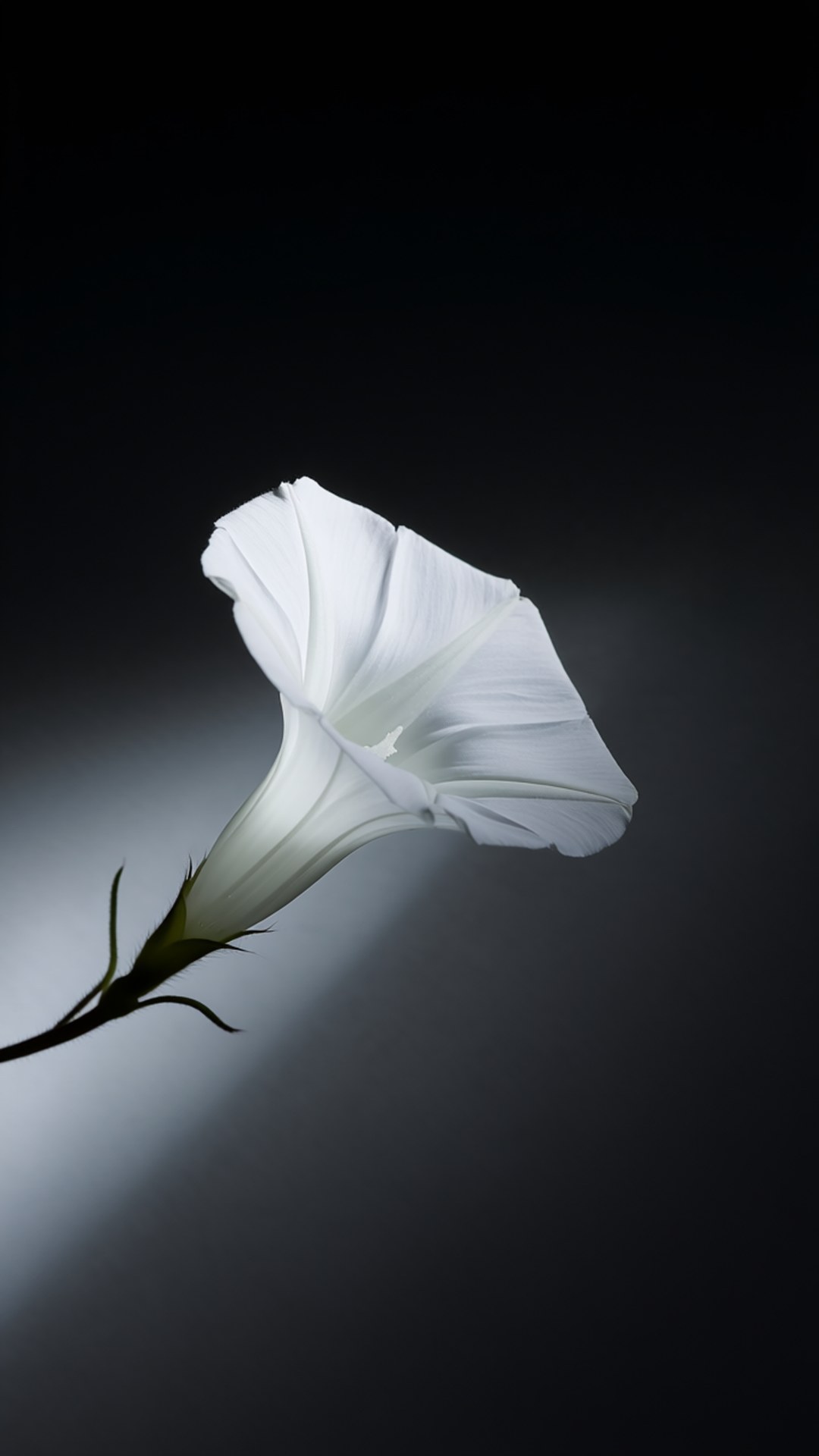 White Elegance Morning Glory 壁紙 — 一朵白色的牽牛花在深色漸層背景上綻放，帶有柔和聚光燈。