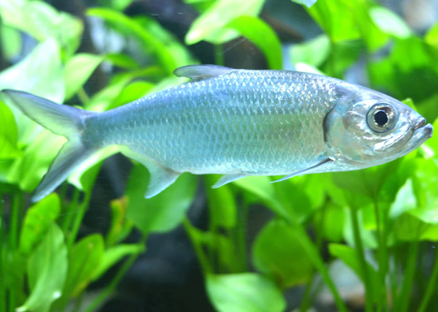  壁紙 — 一條光滑的銀色魚在清澈的水族箱中優雅地穿梭於茂密的綠色水生植物之間。