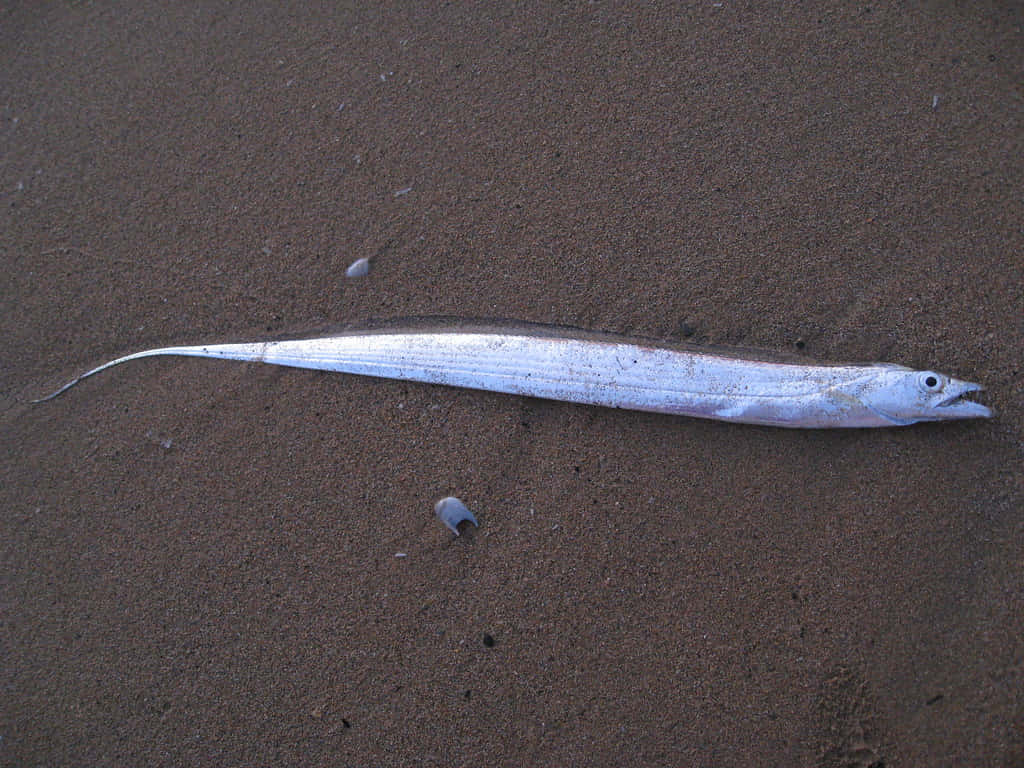  壁紙 — 一條修長的銀色魚，尾巴很長，一動不動地躺在散落貝殼附近的深色濕沙上。