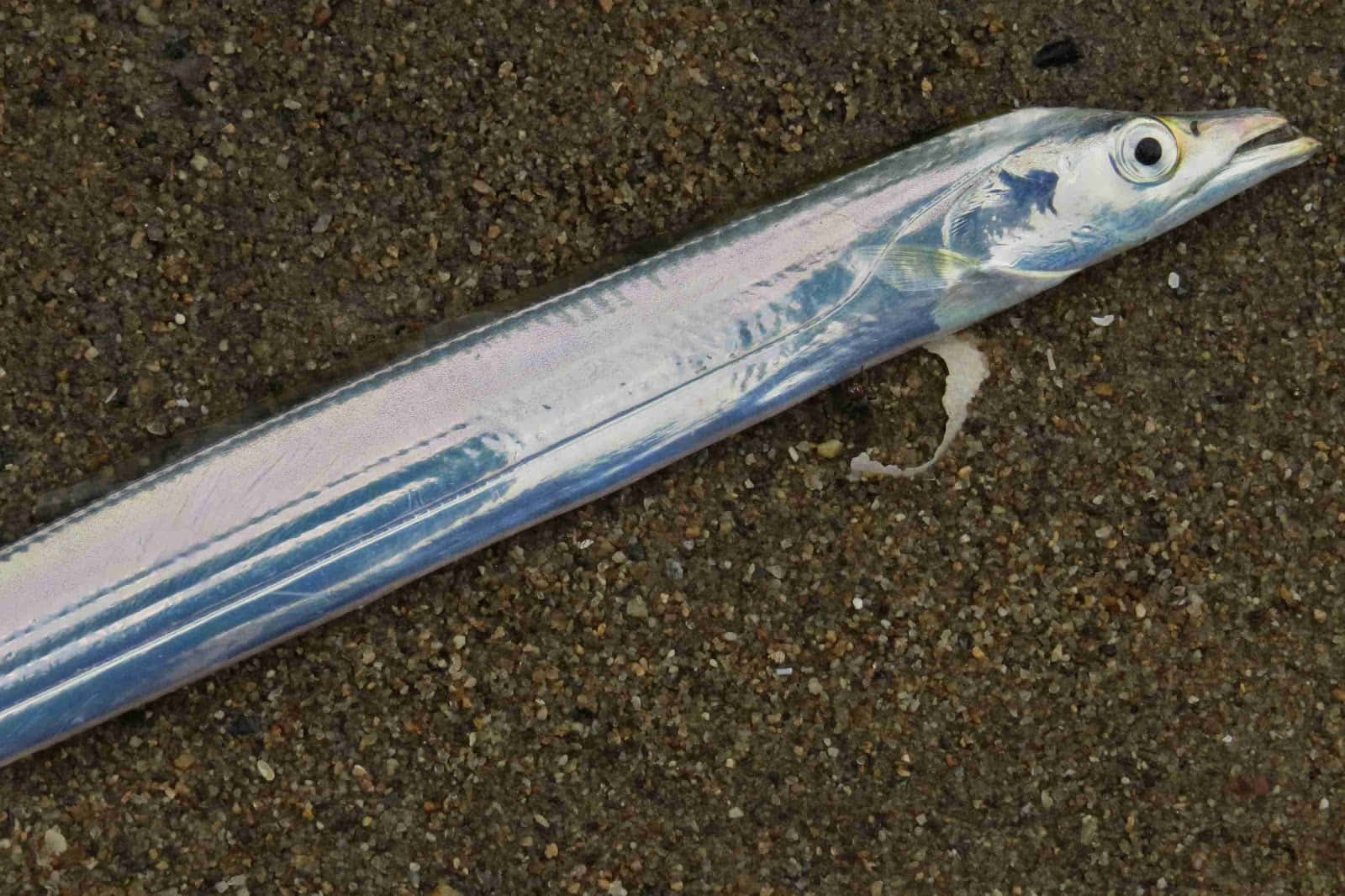  壁紙 — 一條修長的銀色魚，帶有閃亮的鱗片圖案，躺在深色濕沙上。