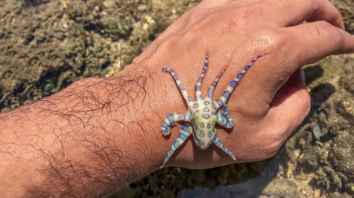  壁紙 — 一隻小藍環章魚在陽光照耀的岩石海岸線上，輕輕地停留在一個人的手上。