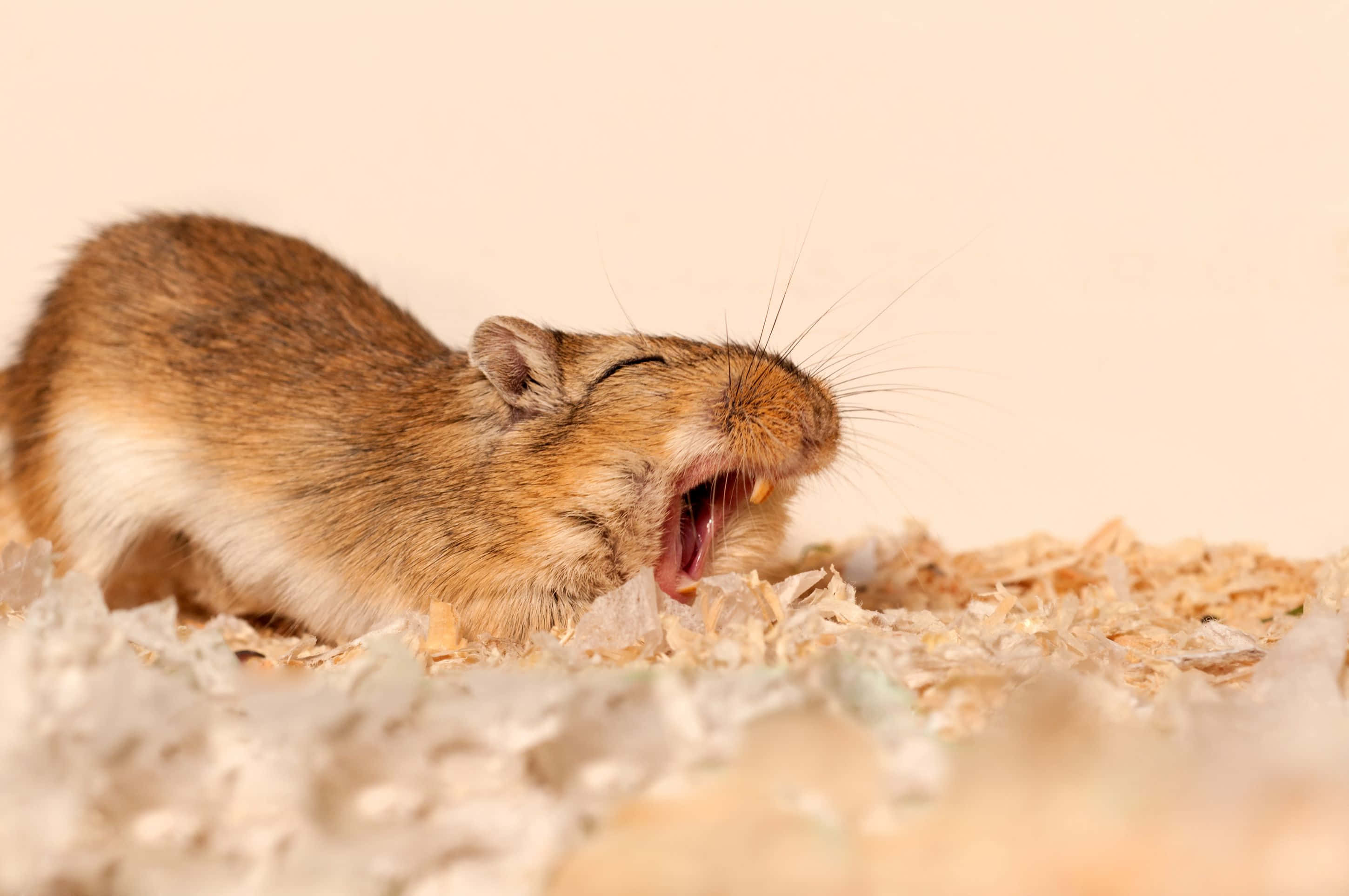 Gerbil 桌布 壁紙 — 一隻小棕色倉鼠在柔軟的米色背景上，於木屑床上大大地打哈欠。