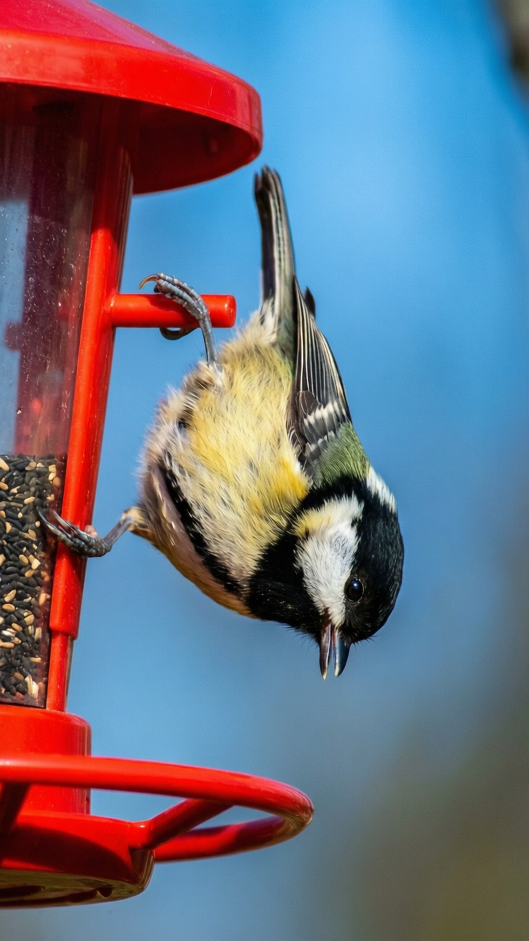 titmouse 桌布 壁紙 — 一隻色彩繽紛的小鳥倒掛在鮮紅色的餵食器上，背景是清澈的藍天。