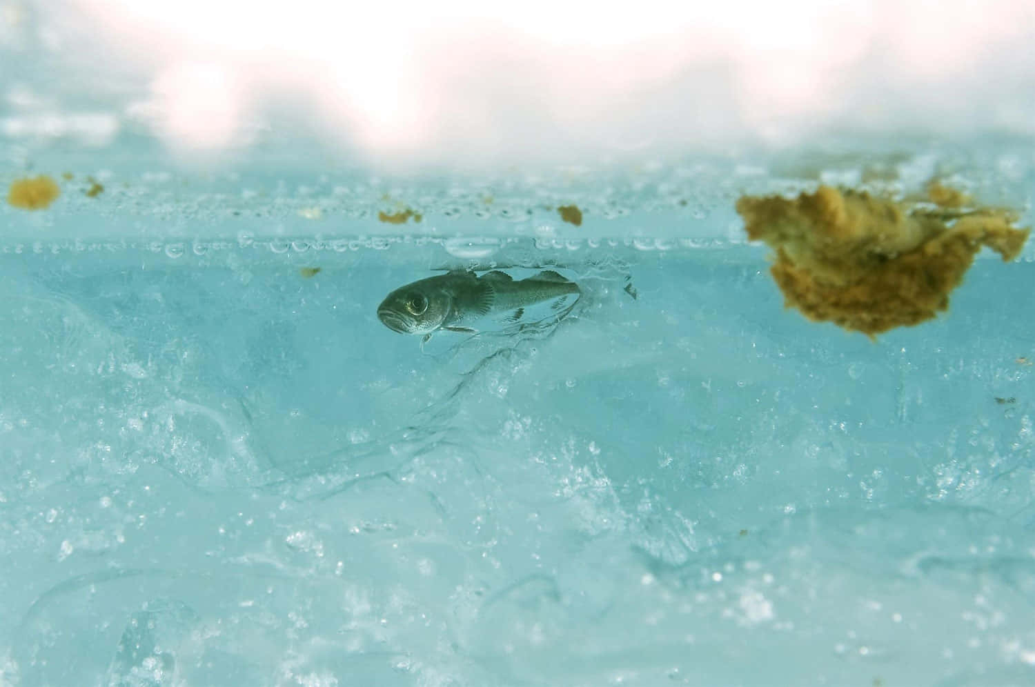  壁紙 — 一條小魚在半透明的冰層下游動，上方有氣泡和有機碎屑漂浮。