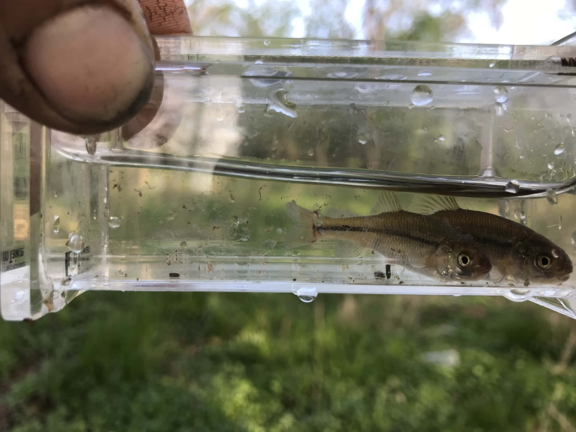  壁紙 — 一條小魚在一個透明塑膠容器中平靜地游動，容器由一隻手拿著，背景是模糊的綠色戶外環境。
