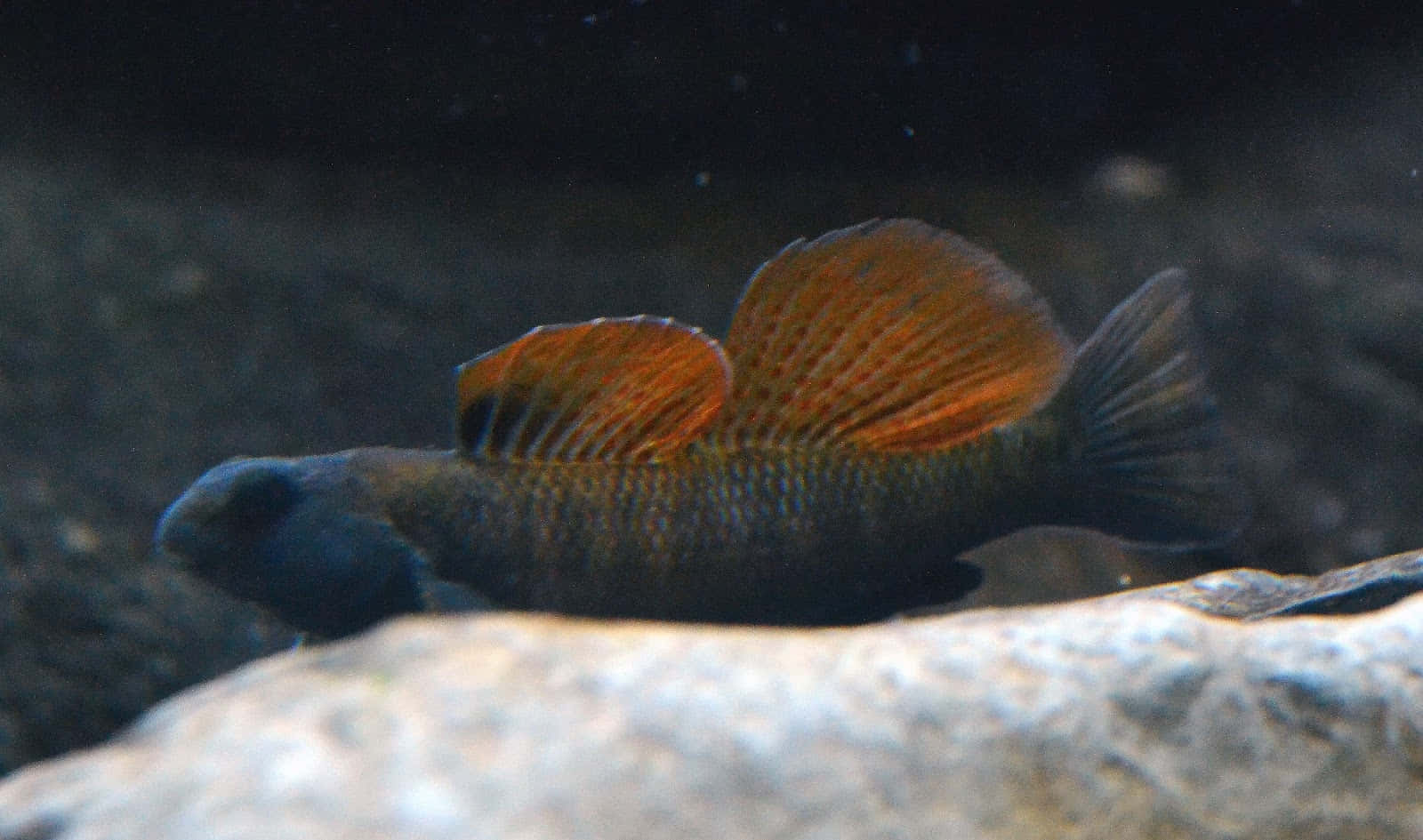  壁紙 — 一條小魚，有著鮮豔的橙色背鰭，在黑暗水中的灰色岩石上休息。