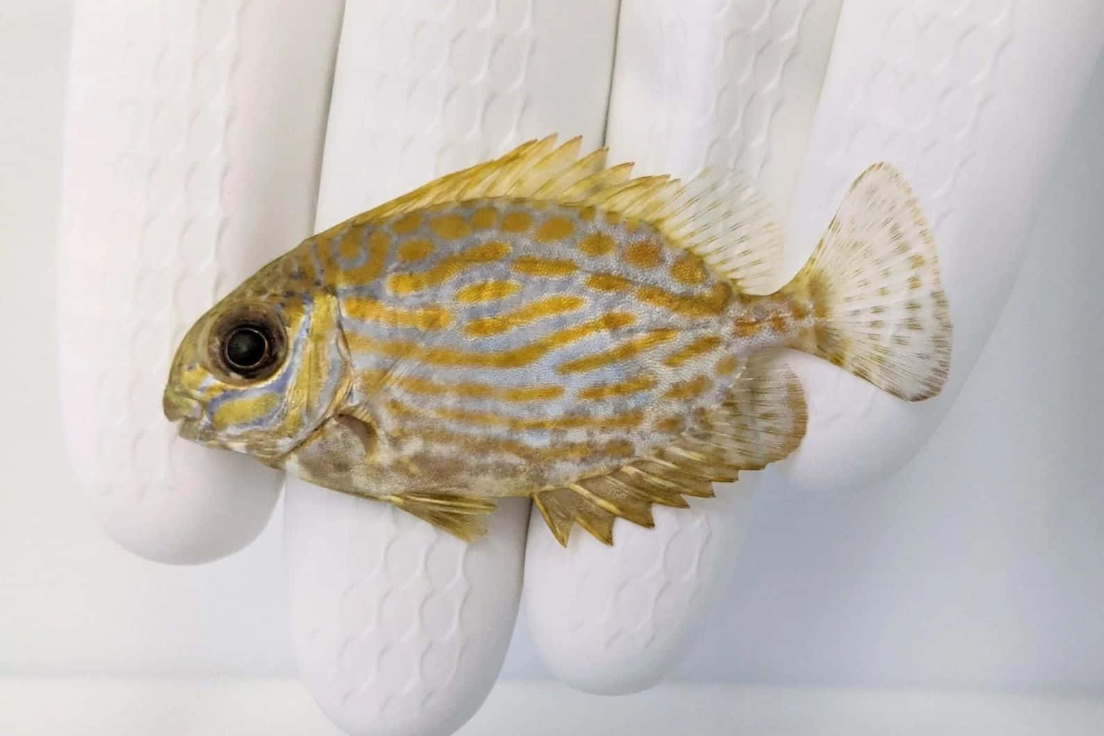  壁紙 — 一條帶有金色條紋和斑點鰭的小魚，輕輕地躺在白色紋理手套的手中，背景簡潔。