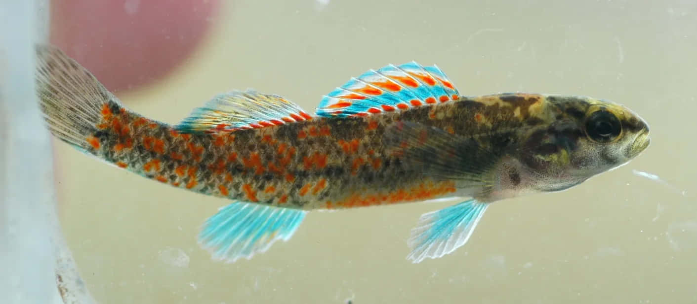  壁紙 — 一條帶有橙色斑點和鮮豔藍色魚鰭的小魚，在清澈的水中游動，背景柔和模糊。
