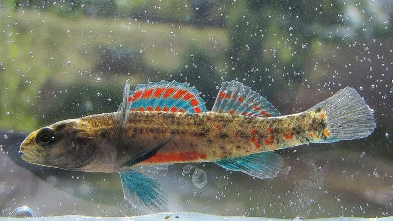  壁紙 — 一條擁有鮮豔紅色和藍色魚鰭的小魚，在佈滿氣泡的清澈水中優雅地游動。