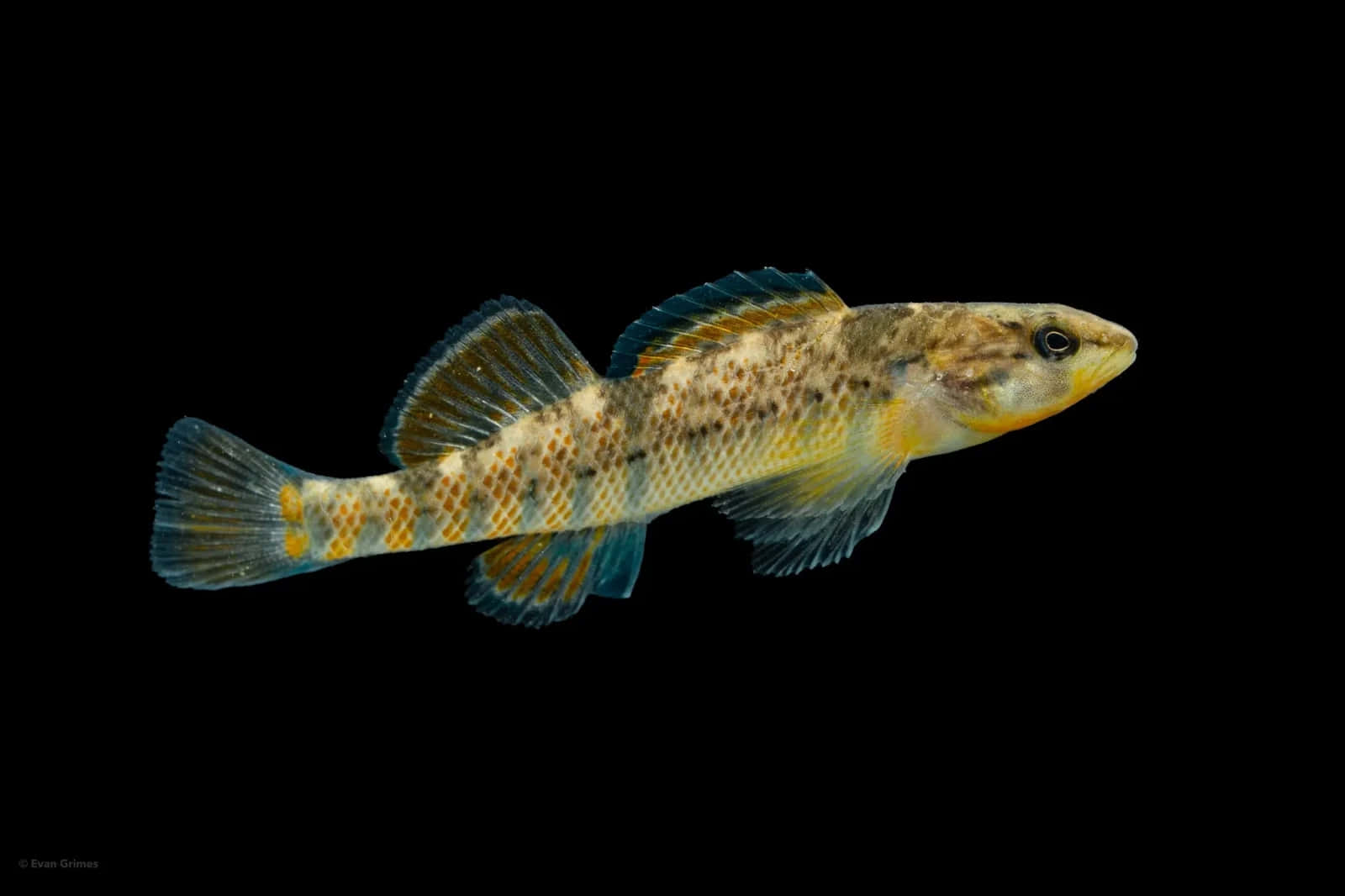  壁紙 — 一條帶有黃色、橙色和藍色斑紋的小魚，在純黑色背景中游動。