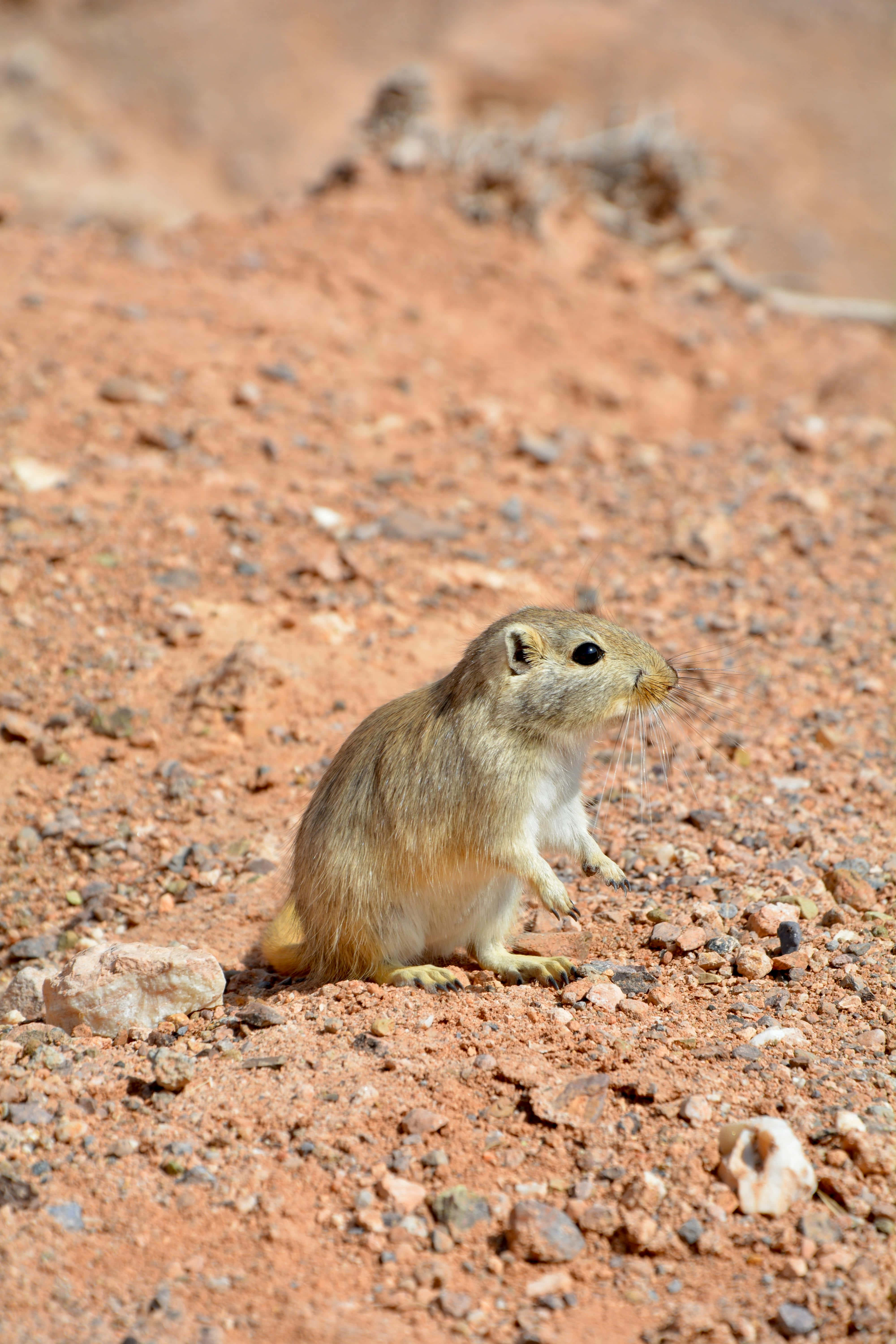 Gerbil 桌布 壁紙 — 一隻長有長鬍鬚的小毛茸茸囓齒動物在明亮的陽光下直立在微紅色的礫石上。