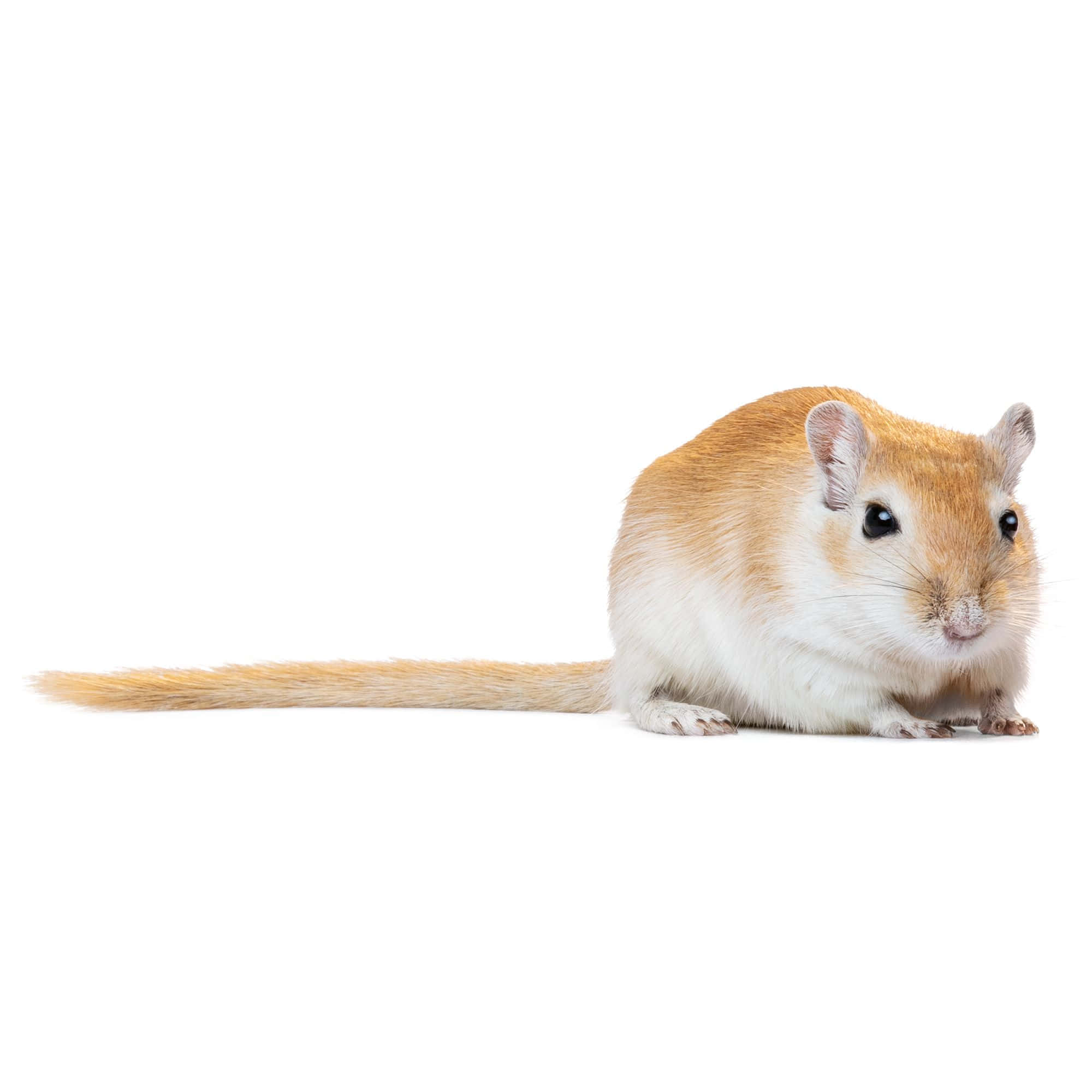 Gerbil 桌布 壁紙 — 一隻毛色橙白相間的小沙鼠警覺地坐在純白色背景上。