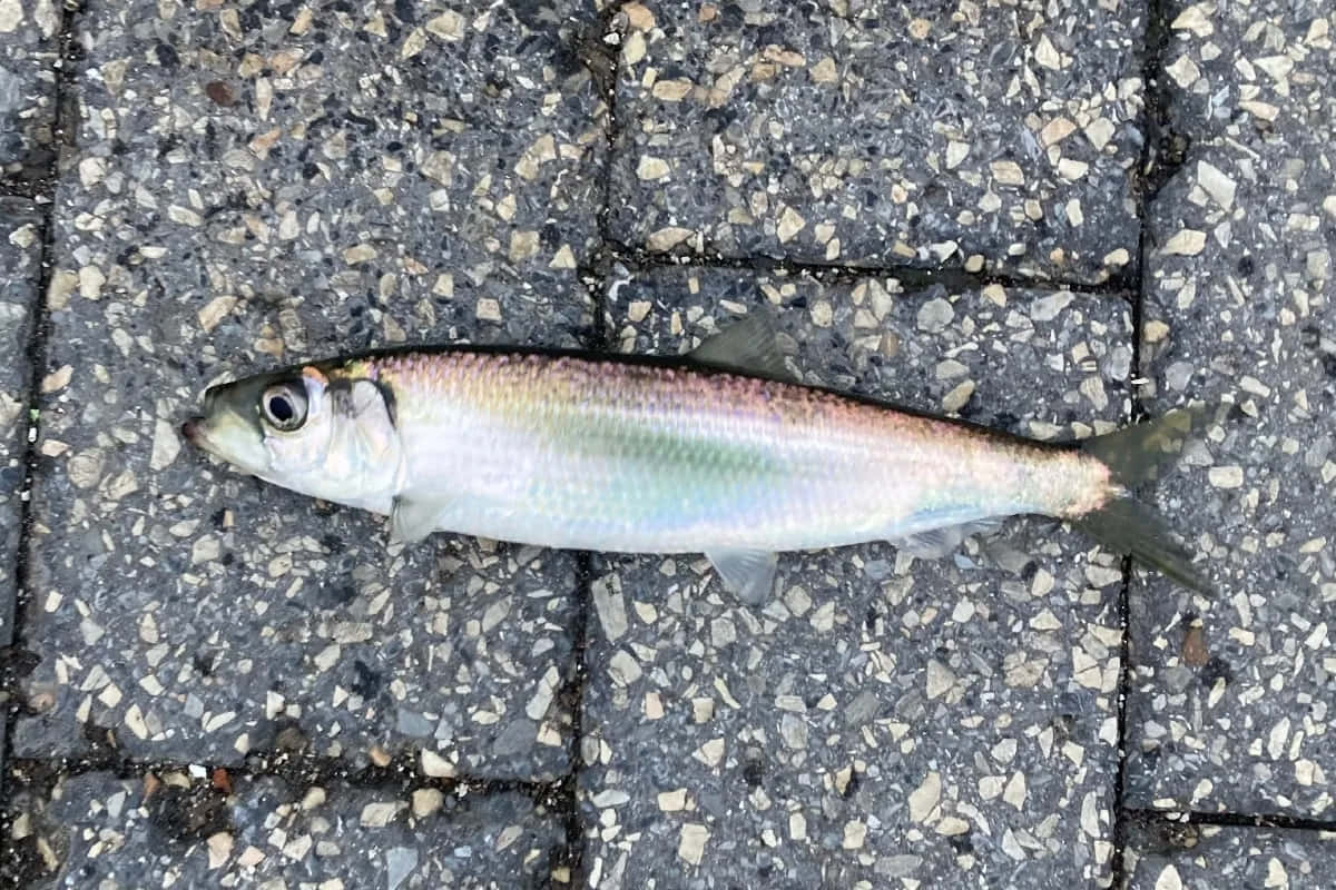  壁紙 — 一條小銀魚靜止不動地躺在灰色斑點鋪路磚表面。