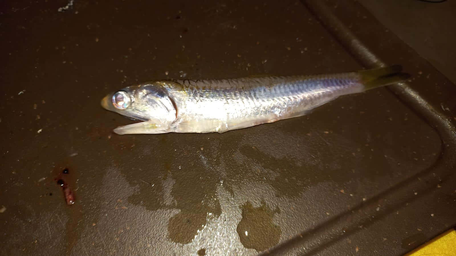  壁紙 — 一條小銀魚躺在潮濕的黑暗表面上，嘴巴張開，鰓清晰可見。