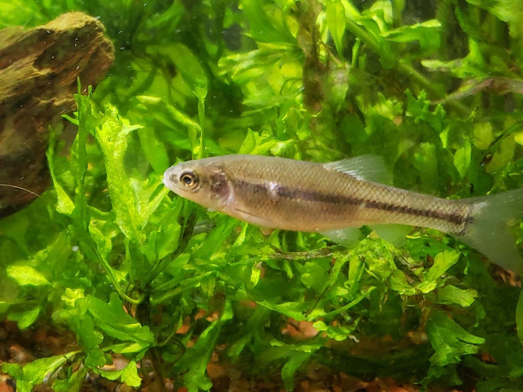  壁紙 — 一條小銀魚在清澈的淡水缸中，優雅地游過充滿生機的綠色水生植物。