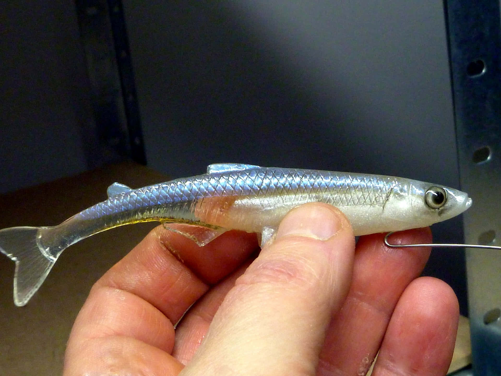  壁紙 — 一條銀色小魚，腹部帶淡黃色，被握在人的手中，魚鉤穿過其嘴部。