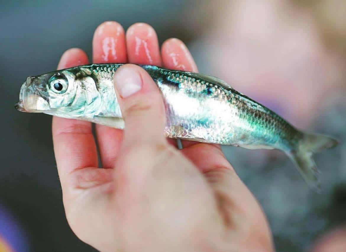  壁紙 — 一條細小銀色、有大眼睛的魚，在模糊的背景中輕輕地躺在張開的人手上。