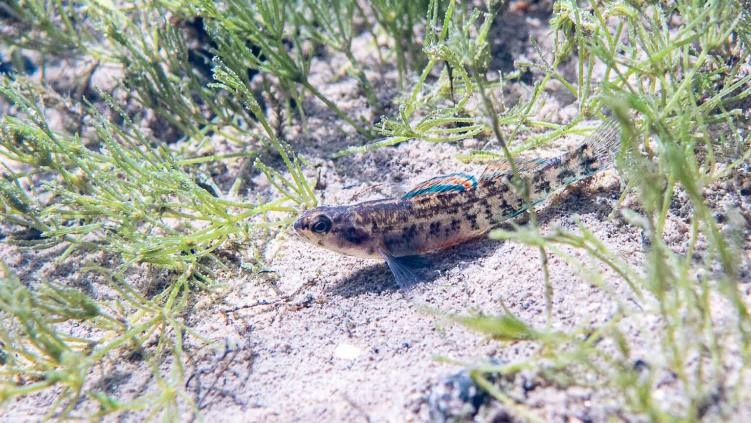  壁紙 — 一條帶有鮮豔藍色和橙色條紋的小斑點魚，在沙質河床上優雅地穿梭於綠色水生植物之間。