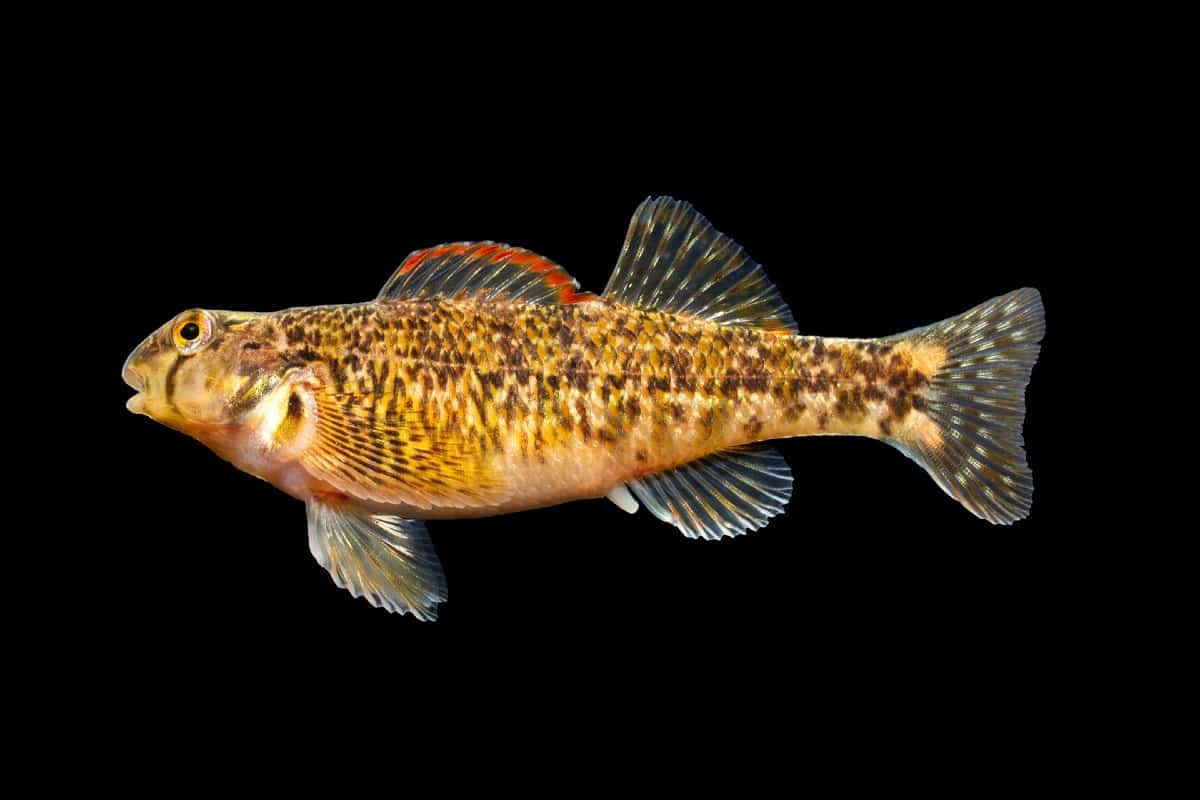  壁紙 — 一條帶有橙色魚鰭的小斑點魚在純黑背景下游動。