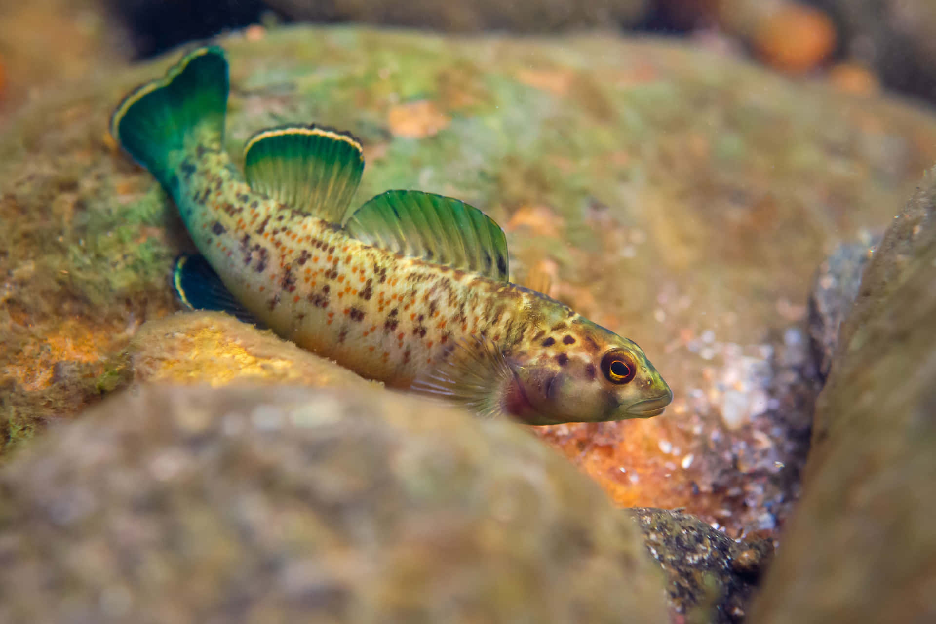  壁紙 — 一條帶有鮮綠色魚鰭的小斑點魚在清澈的水中，於長滿苔蘚的河石間休息。