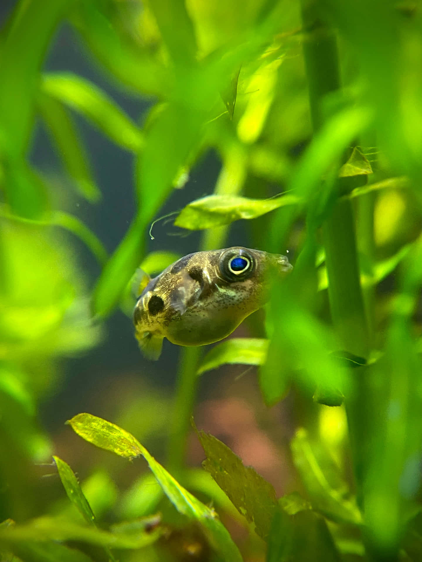  壁紙 — 一條細小斑點河豚在清澈的水中從鮮綠色水生植物後面好奇地窺視。