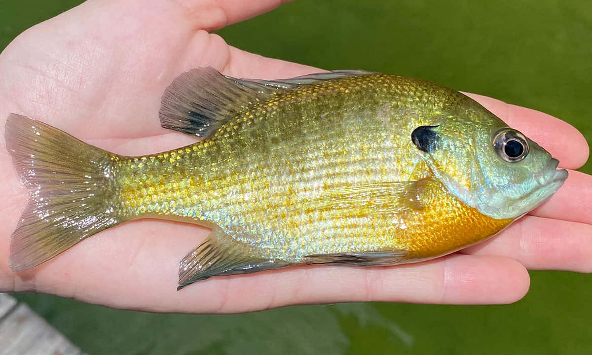  壁紙 — 一條小型的翻車魚，帶有金色鱗片和藍綠色頭部，躺在張開的人手中，背景是模糊的綠色水面。
