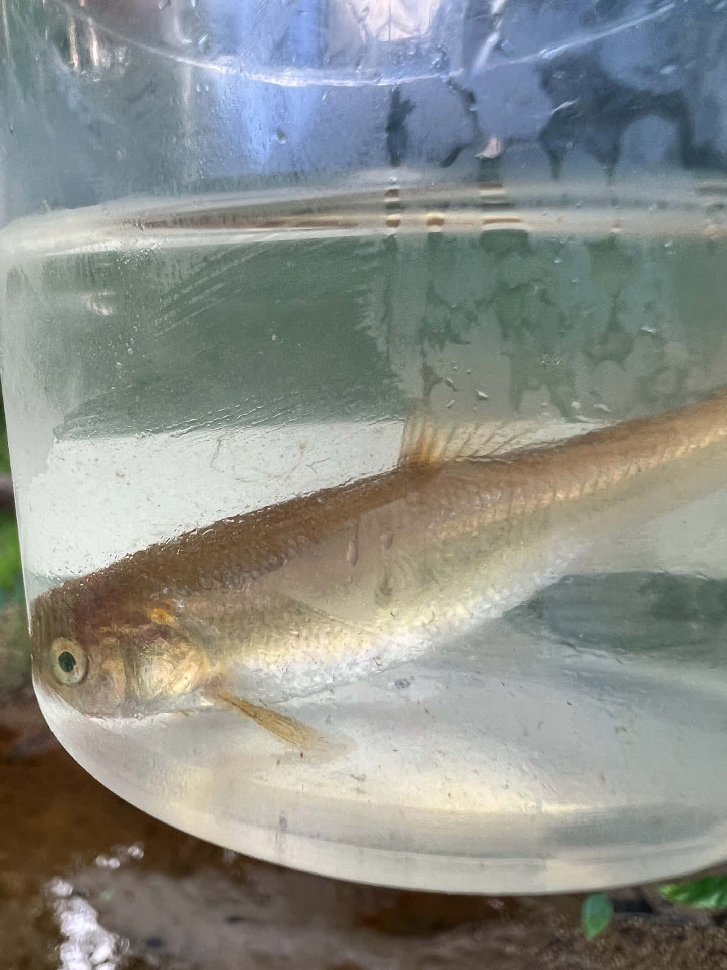  壁紙 — 一條細小半透明的魚在裝滿水的透明塑膠杯中平靜地游動。