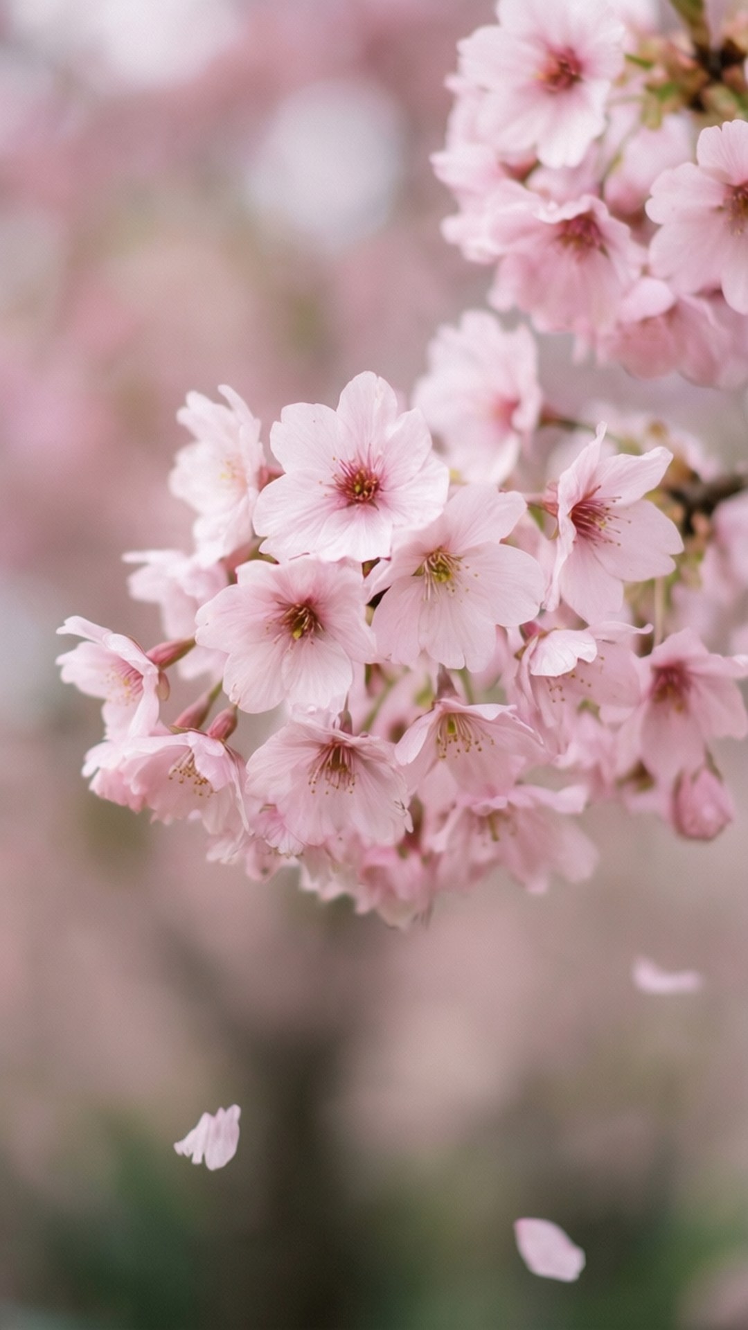Cherry Blossom Pink 壁紙 — 一簇柔嫩的粉紅櫻花輕輕飄落在模糊的粉彩背景上。