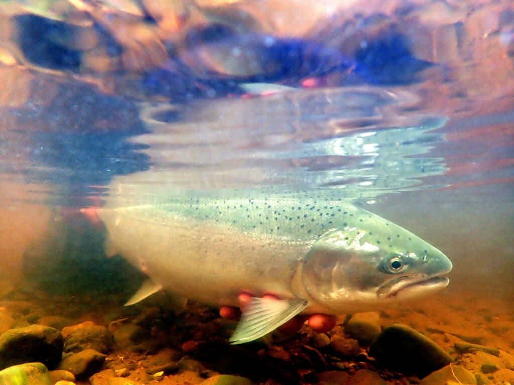  壁紙 — 一條有斑點的鱒魚在岩石河床附近，於漣漪的水面下優雅地游動，溫暖的金色光線穿透而過。