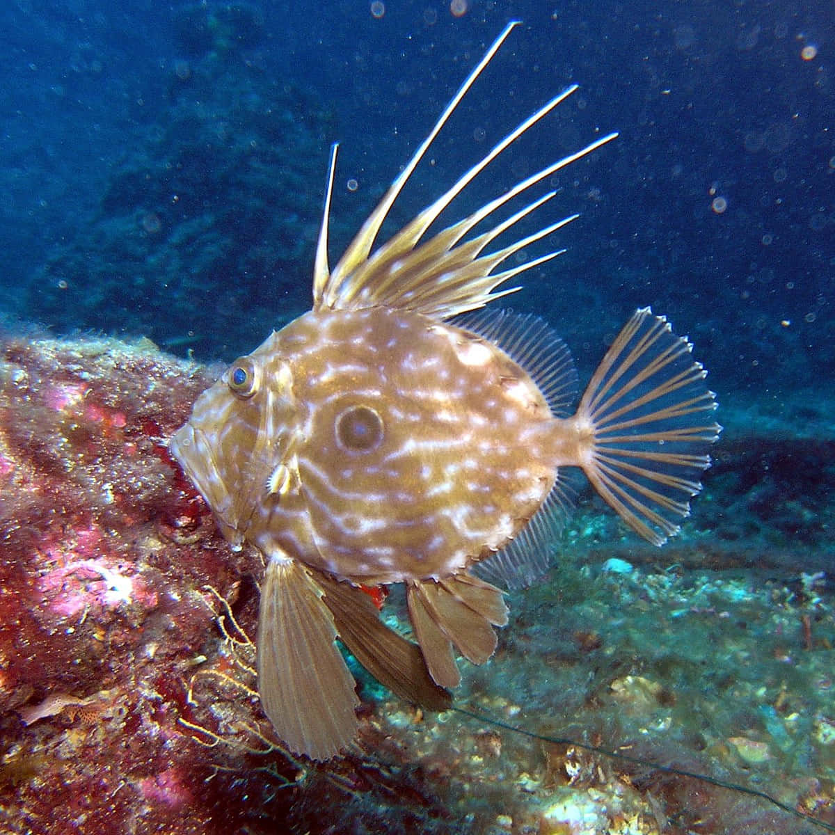  壁紙 — 一條帶有棕色和白色圖案的刺魚在深藍色海水中的色彩繽紛珊瑚礁附近游動。