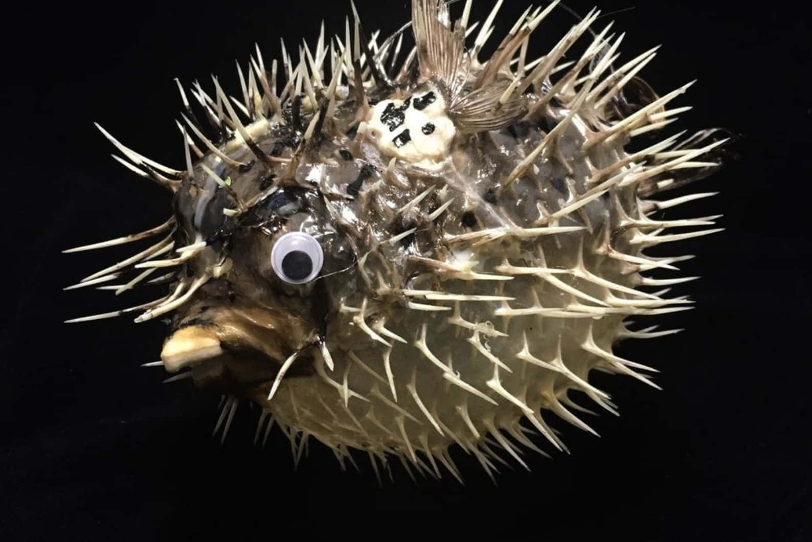  壁紙 — 一條有凸眼的刺豚魚，在純黑背景下凝視著。