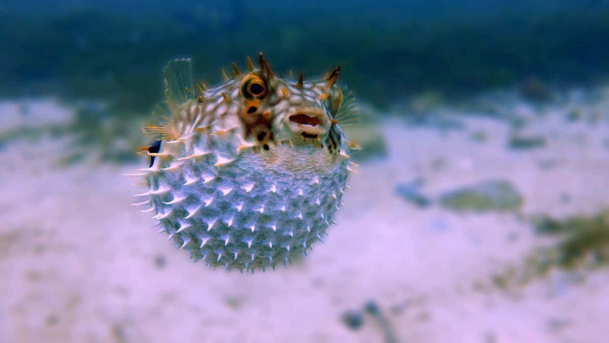  壁紙 — 一條有橙色眼睛的刺豚在柔和的藍色海水中懸浮在沙質海床上方。