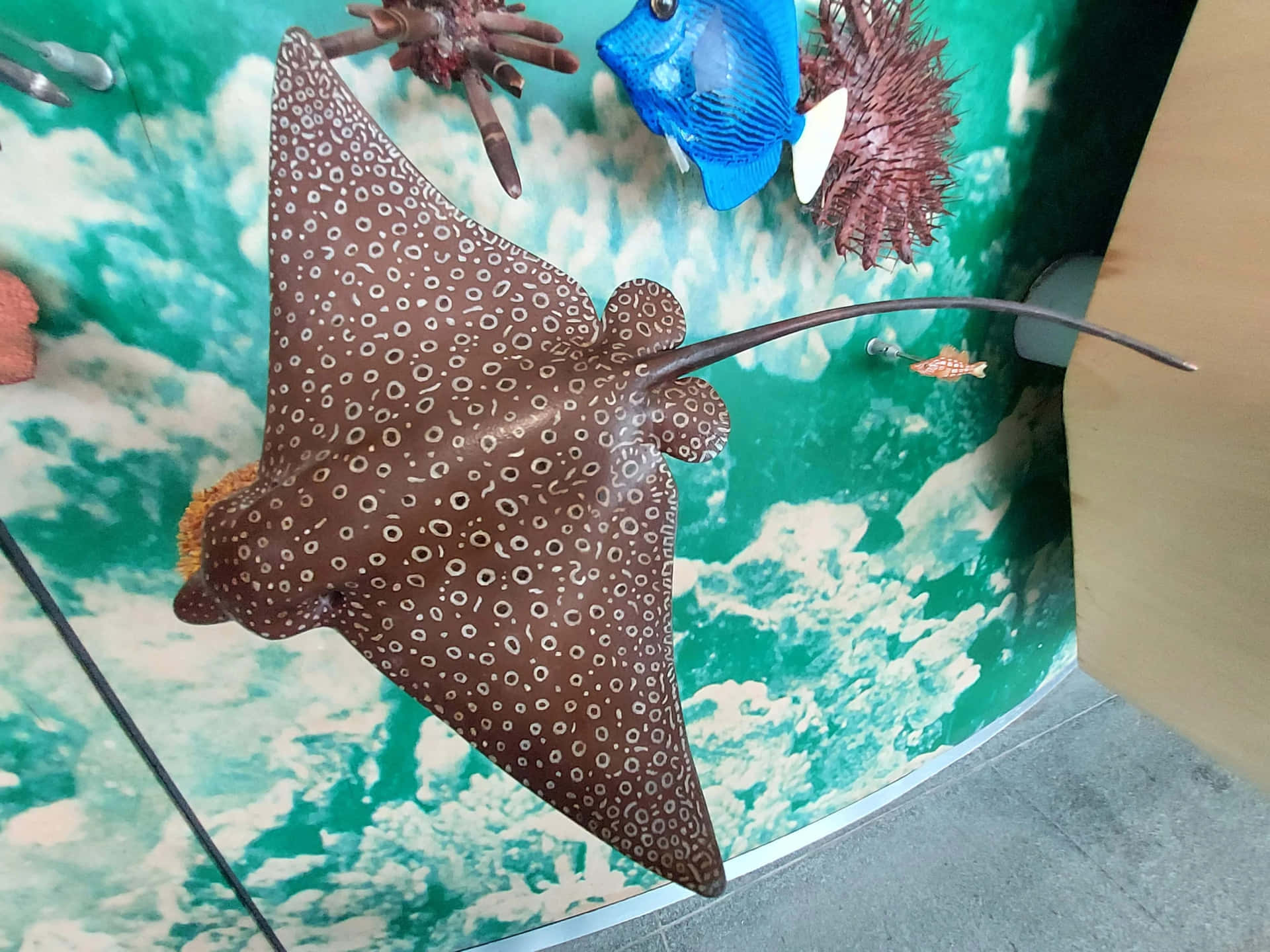  壁紙 — 一條斑點鷹鰩在水族館展示中，優雅地滑過碧綠海水，旁邊是色彩繽紛的珊瑚和一條藍魚。