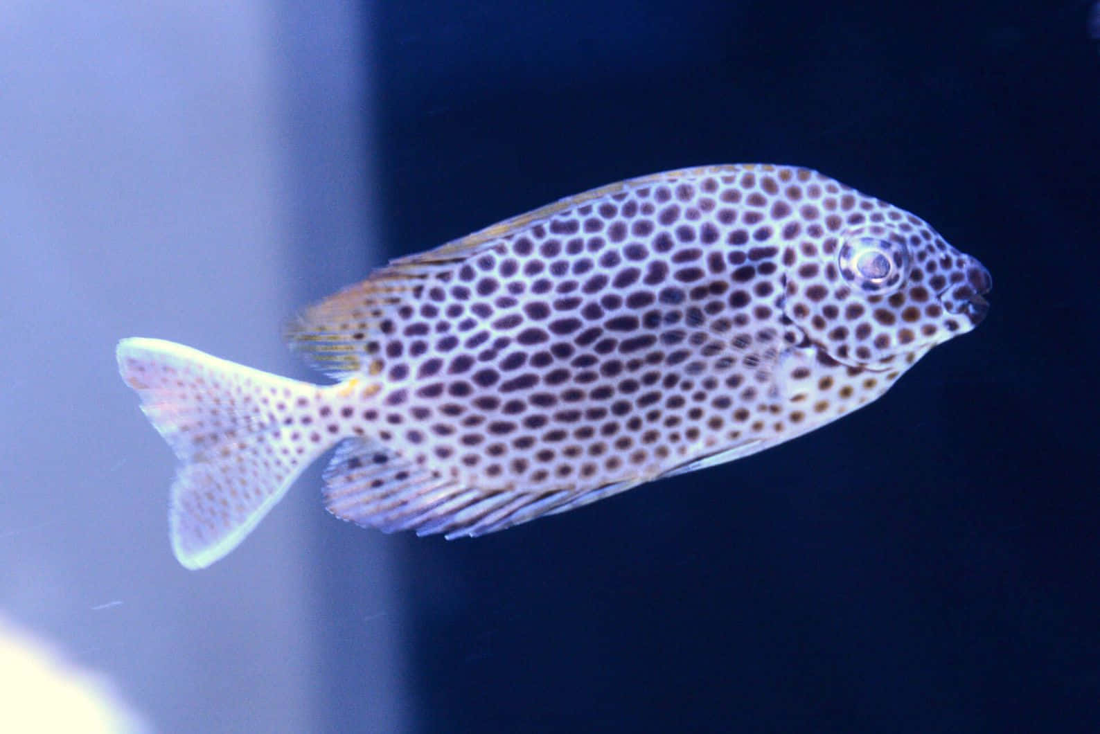 壁紙 — 一條帶有深色圓形斑點的魚在深藍色水中優雅地游動，背景為漸變色。