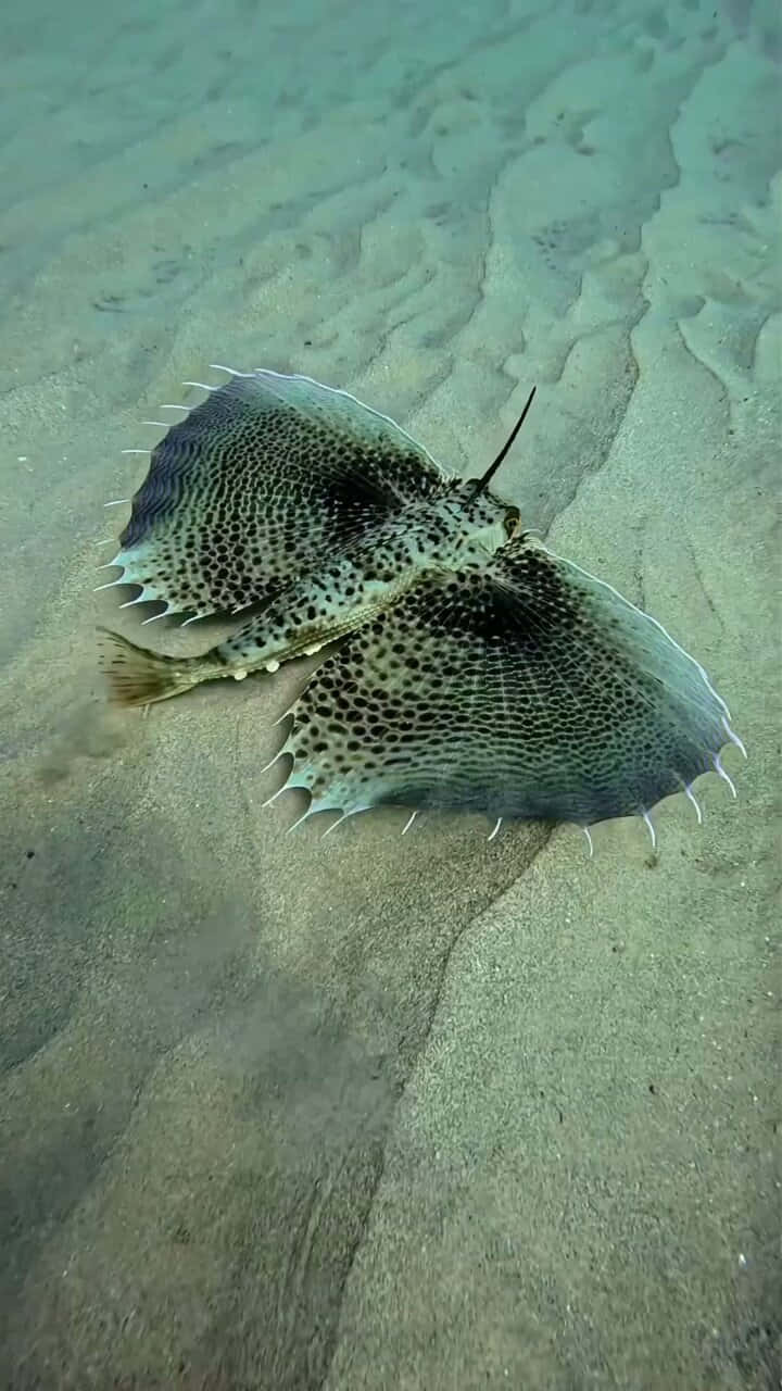  壁紙 — 一條有斑點的比目魚在沙質海床上偽裝，帶有波紋紋理和柔和的淡綠色海水。