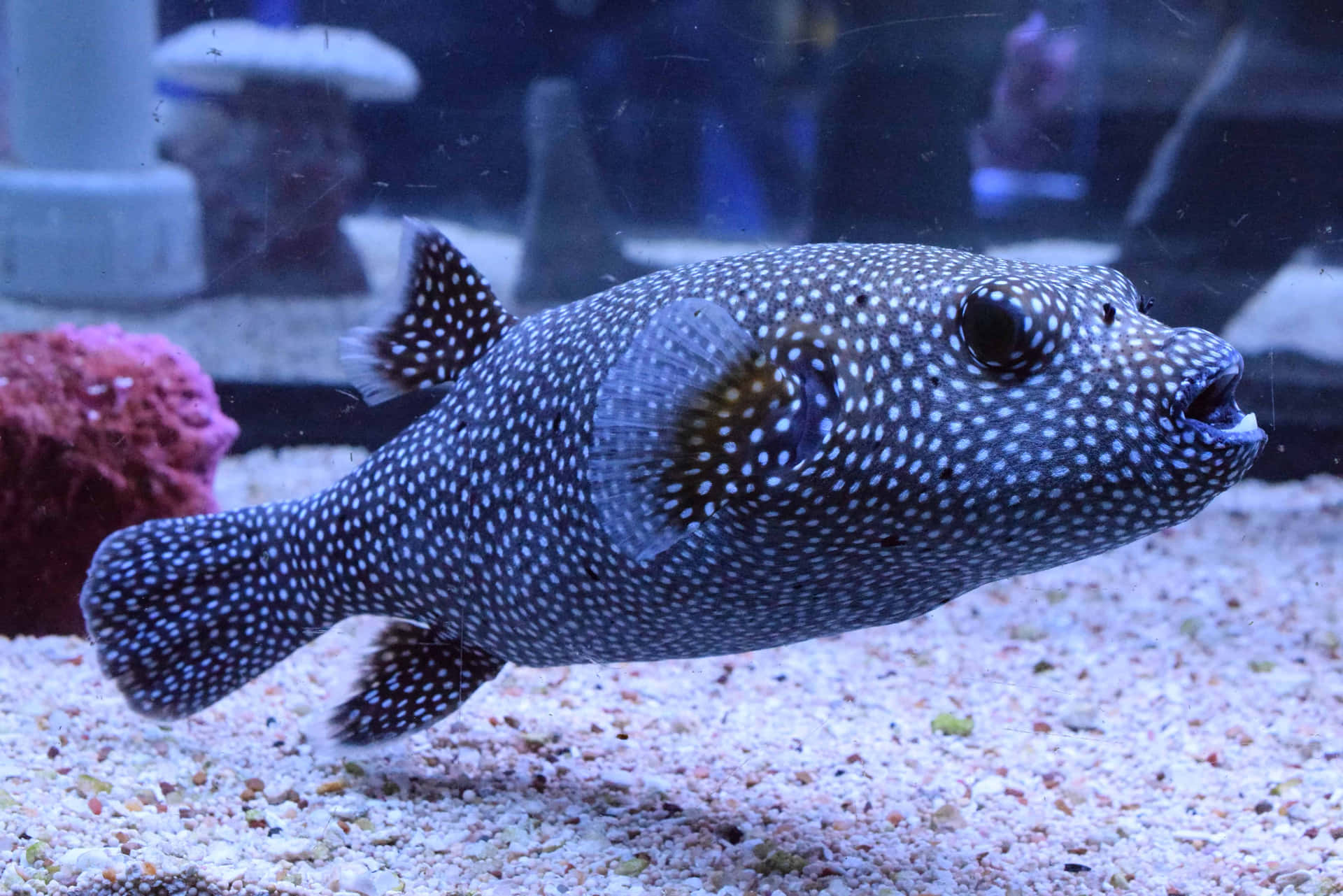  壁紙 — 一條斑點河豚在珊瑚和岩石附近的沙質水族箱底部優雅地游動。