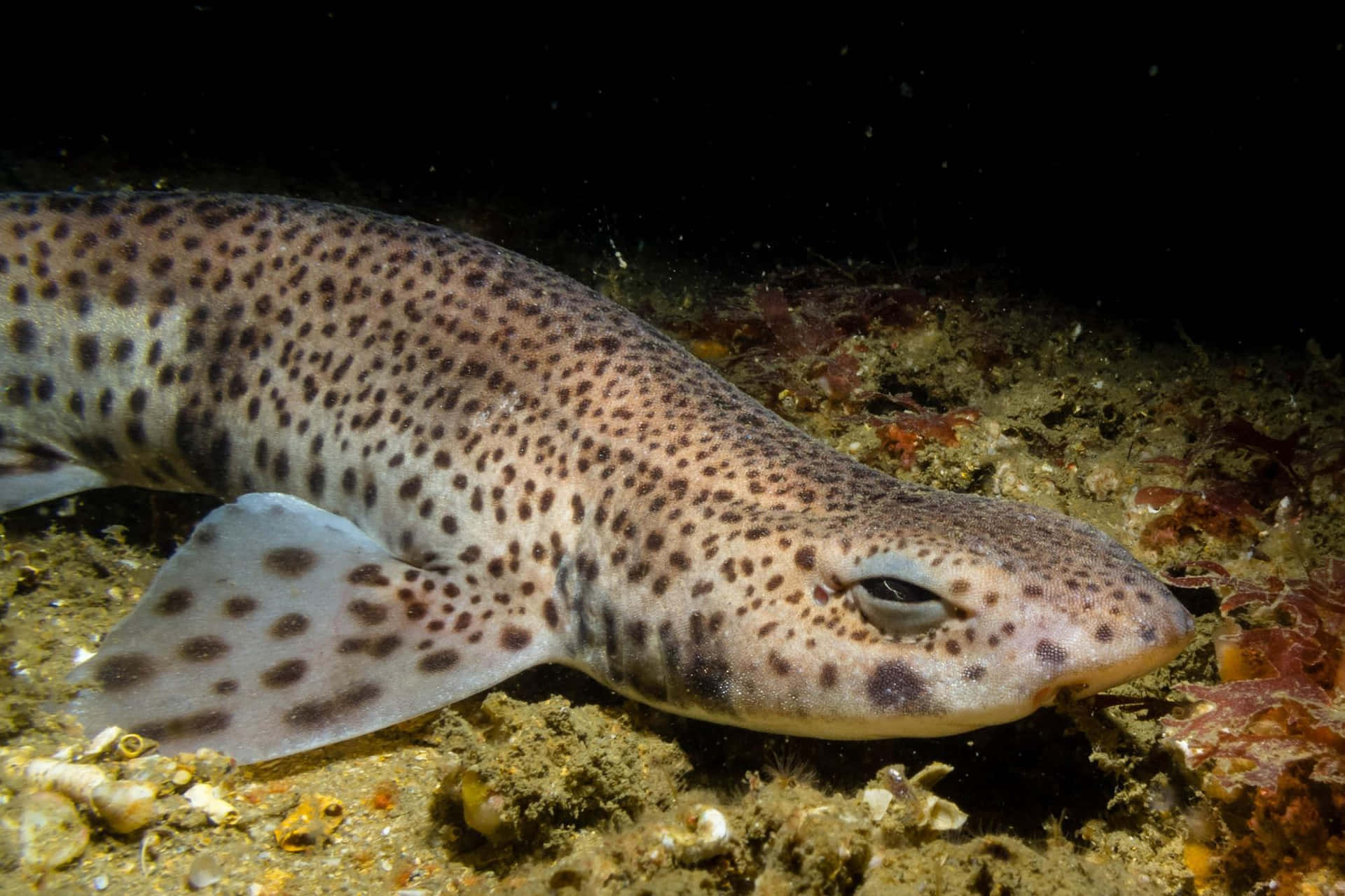  壁紙 — 一條斑點鯊魚在昏暗燈光下，靜止不動地躺在佈滿貝殼和珊瑚的沙質海底上。