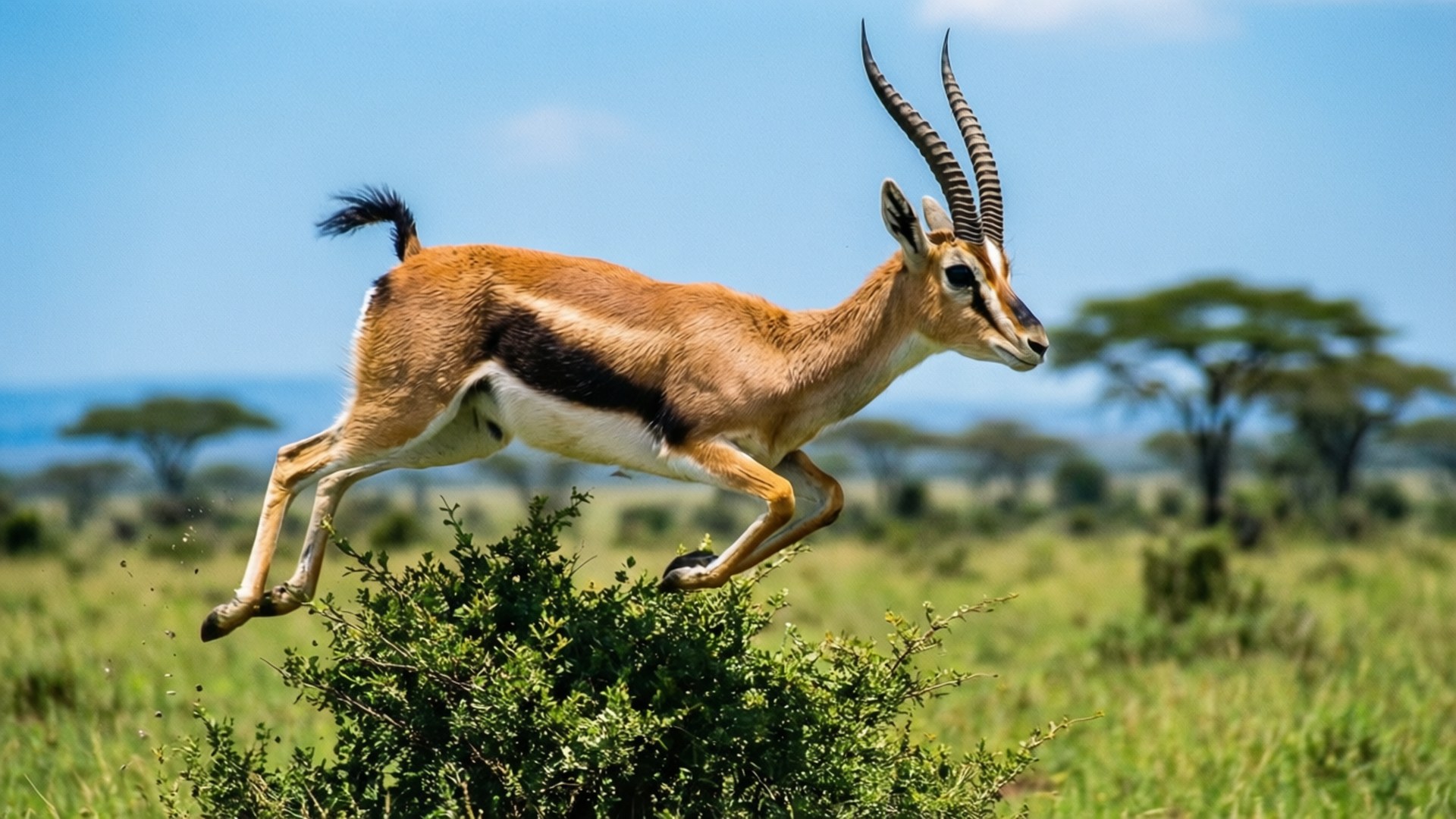 Gazelle 桌布 壁紙 — 一隻跳羚在晴朗藍天下，於陽光明媚的非洲稀樹草原上優雅地躍過灌木叢。