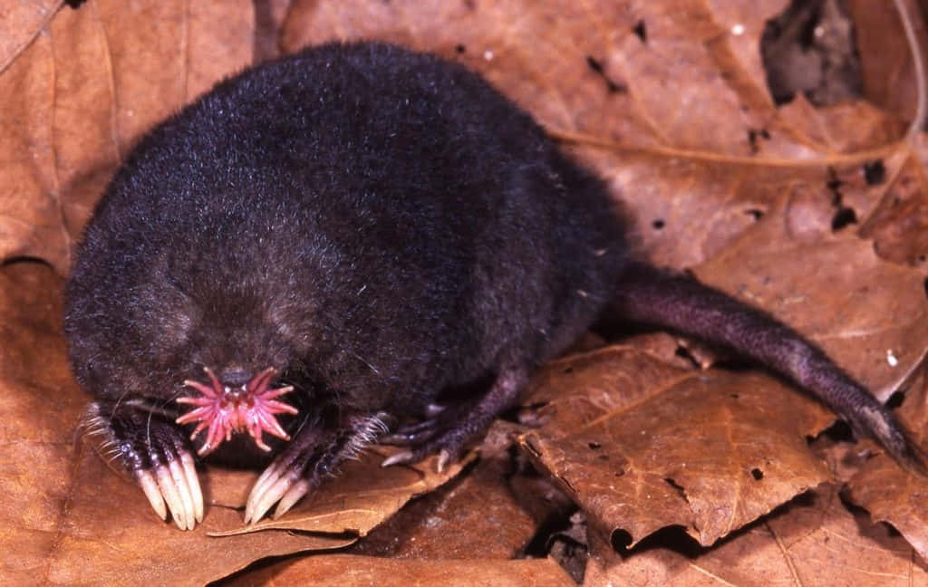 Mole 桌布 壁紙 — 一隻星鼻鼴鼠，帶有粉紅色肉質附屬物和鋒利爪子，躺在乾燥的棕色樹葉床上休息。