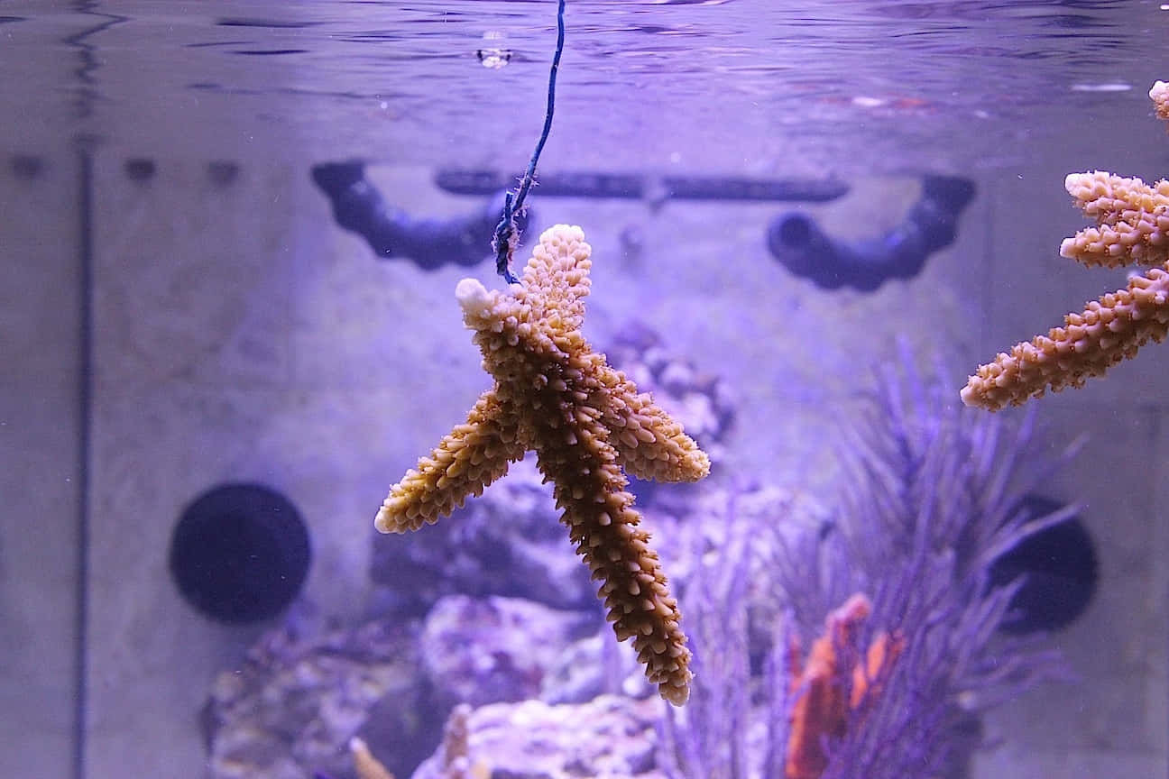  壁紙 — 海星懸浮在紫色燈光的水族箱水下，下方有珊瑚和岩石。