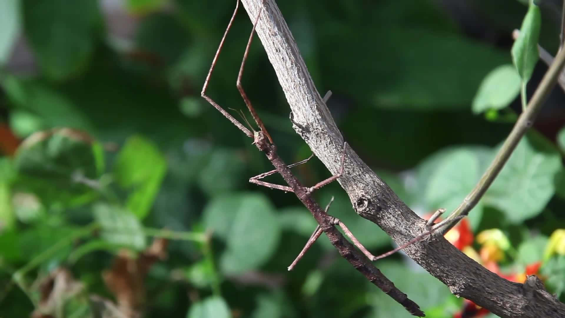  壁紙 — 一隻竹節蟲緊貼在陽光照耀的樹枝上，周圍是茂密的綠色葉片和點綴的橙色花朵。